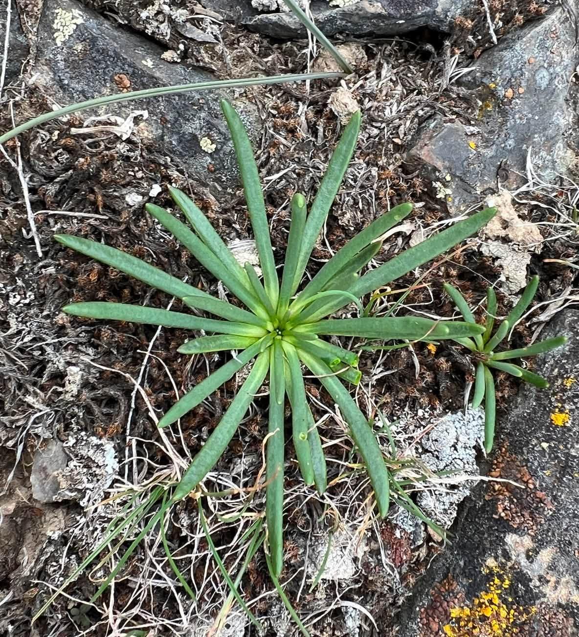 view of the plant leaf