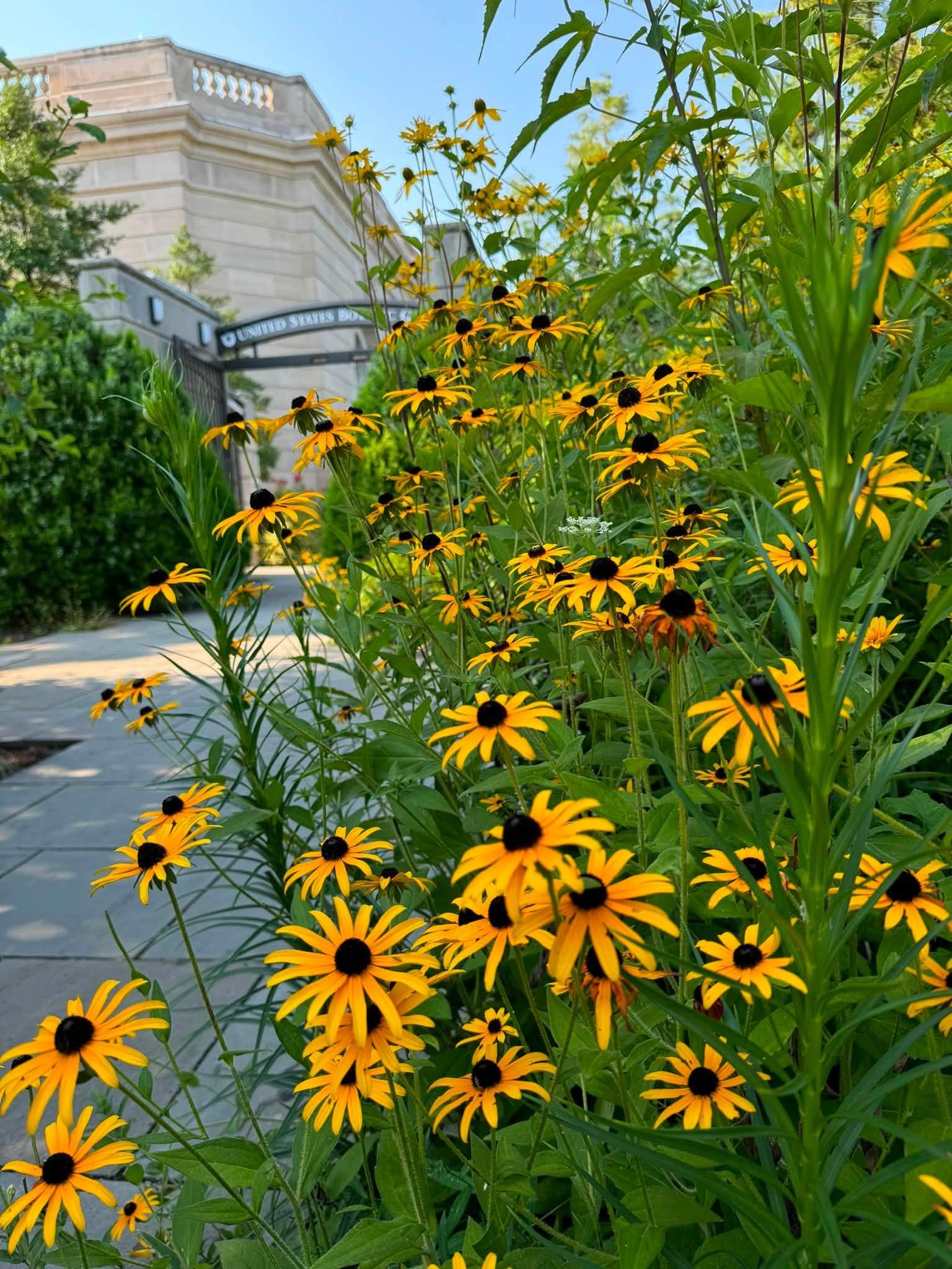 yellow flowers with a building in the background