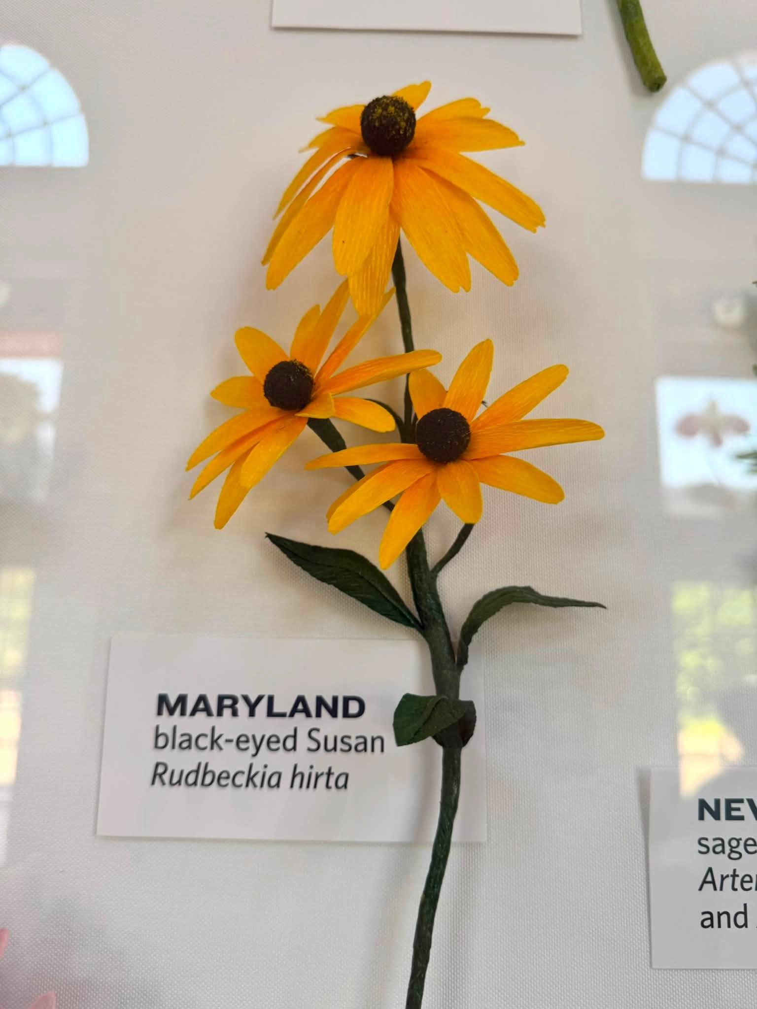 yellow paper flowers in the exhibit with a Maryland label