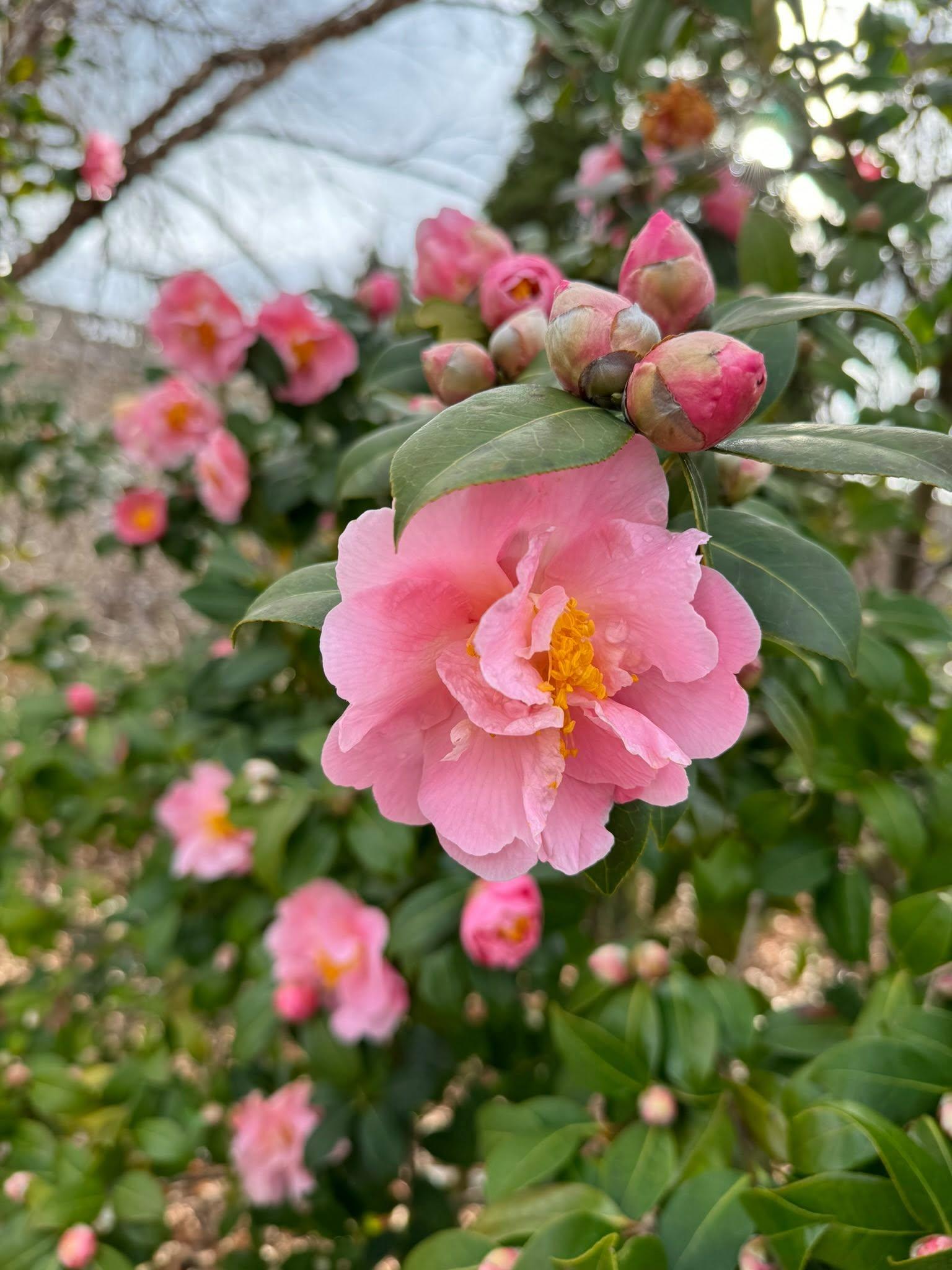 a bunch of pink blossoms