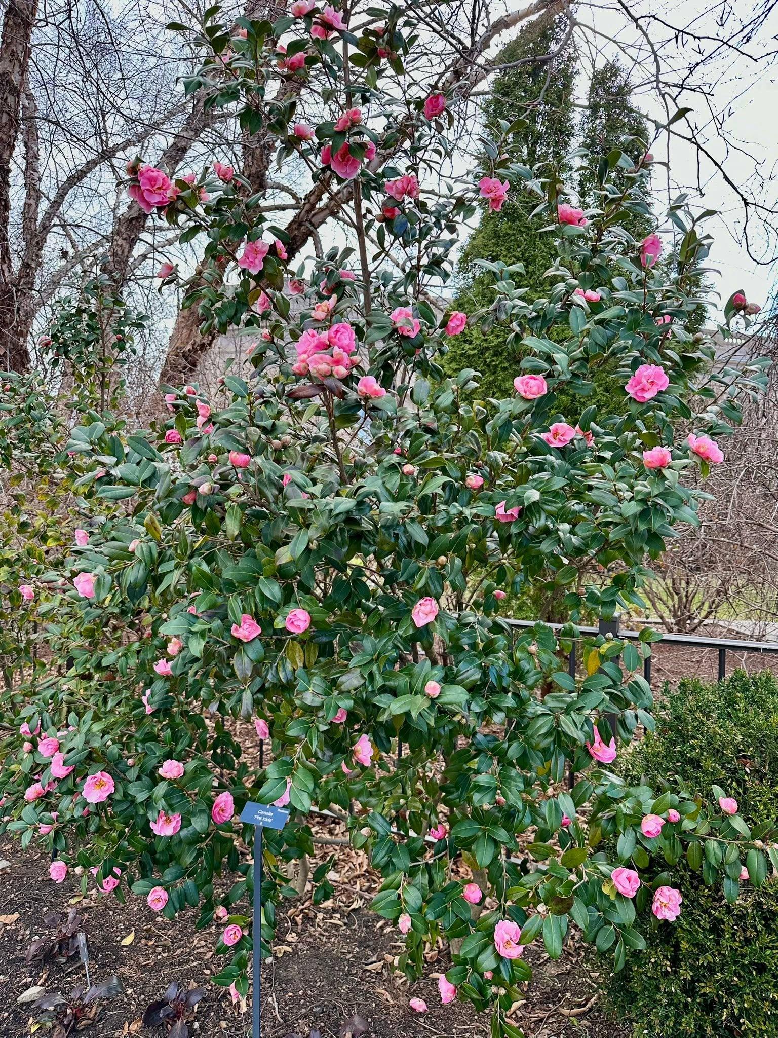 shrub with pink blossoms