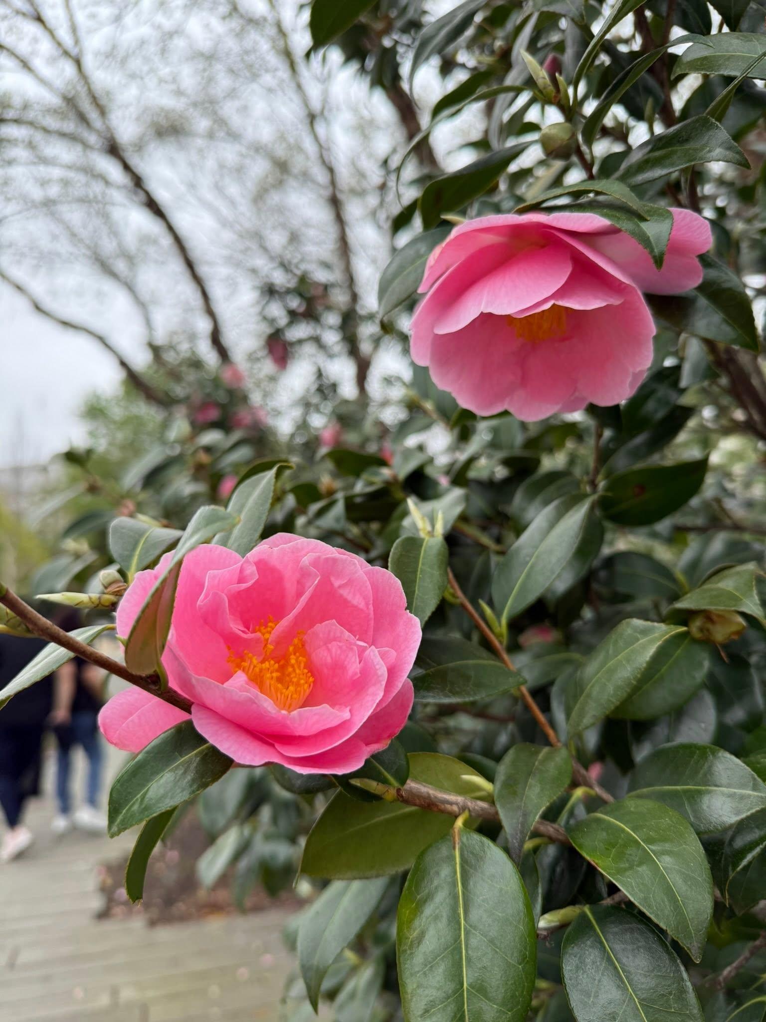 two pink blossoms