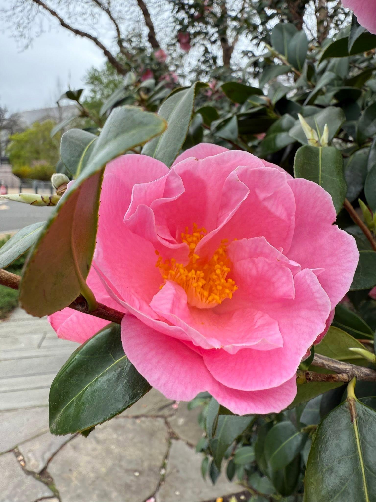 pink blossom up close