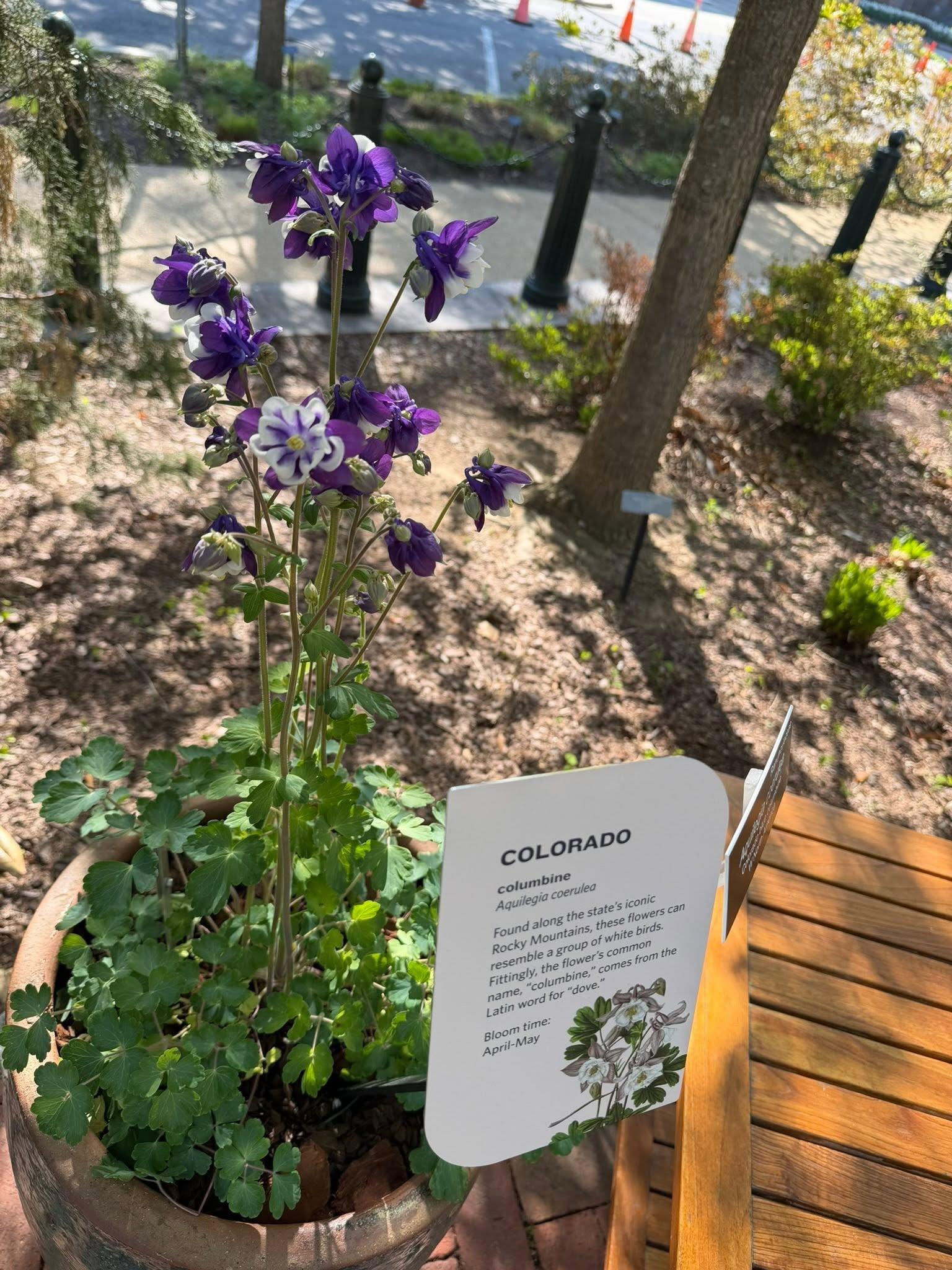 view of full plant and exhibit label