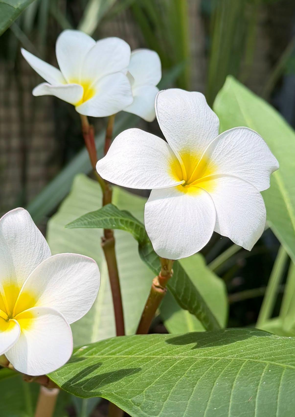 flowers up close