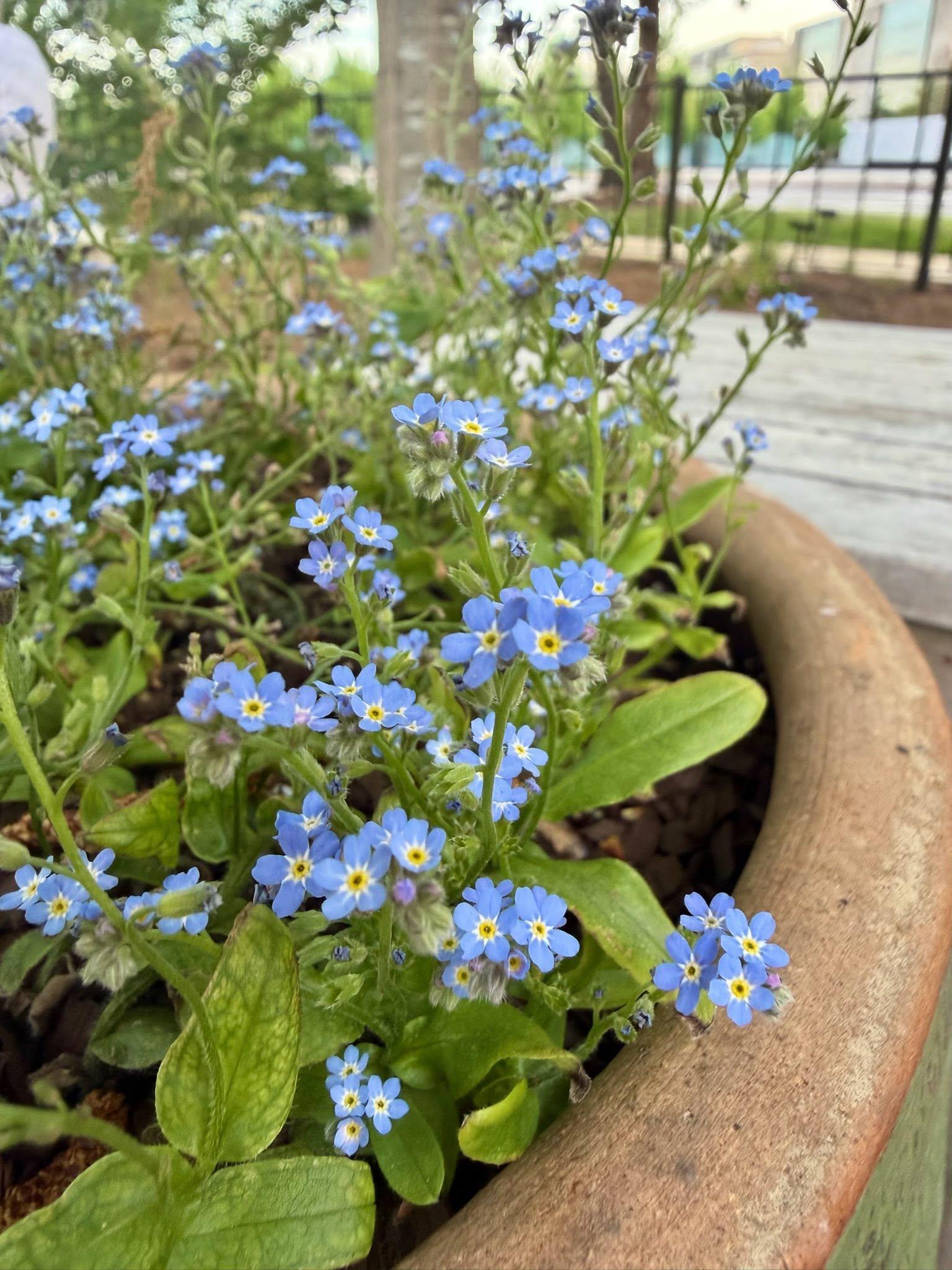 blue blossoms in a pot