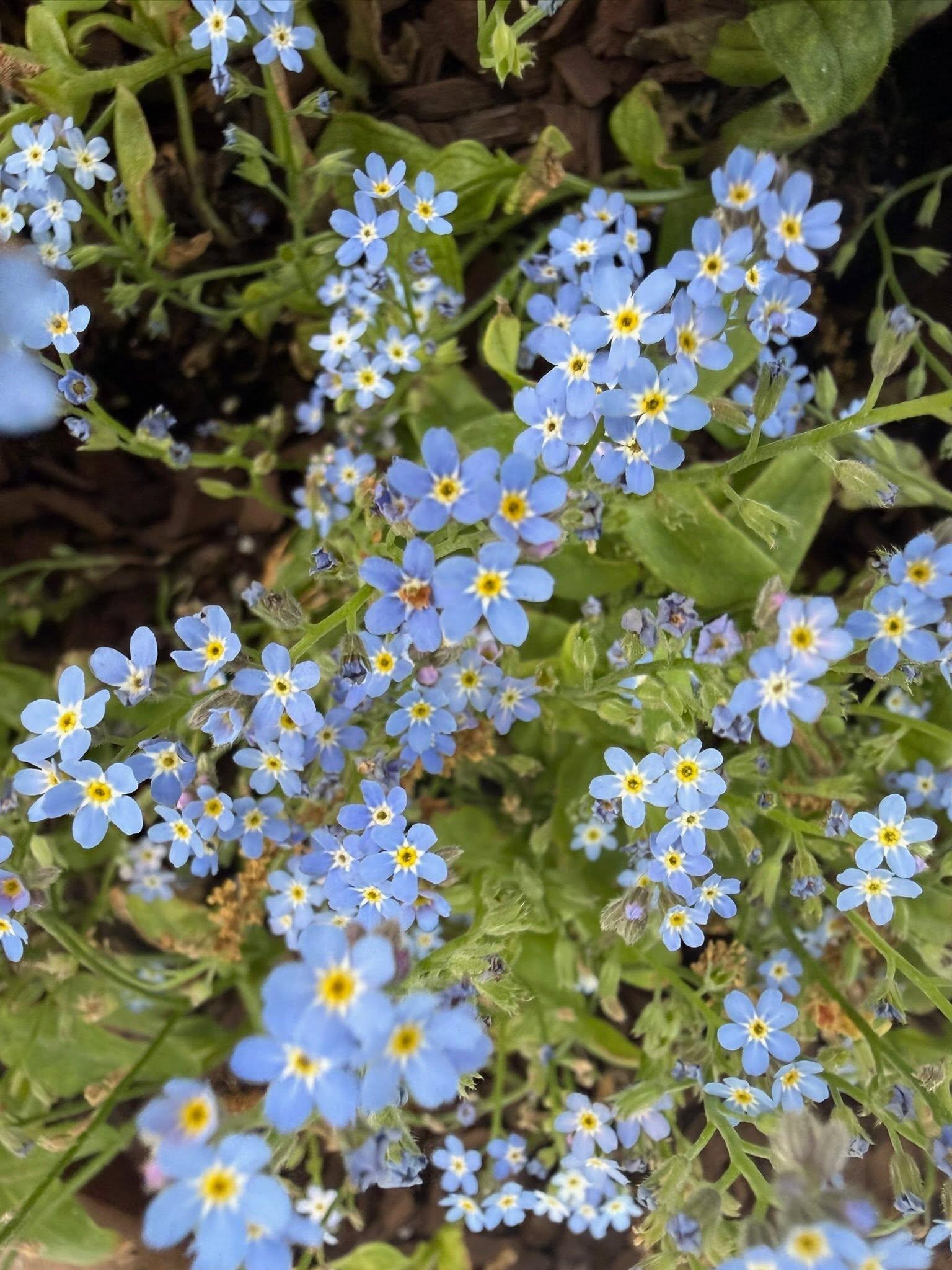 lots of blue blossoms