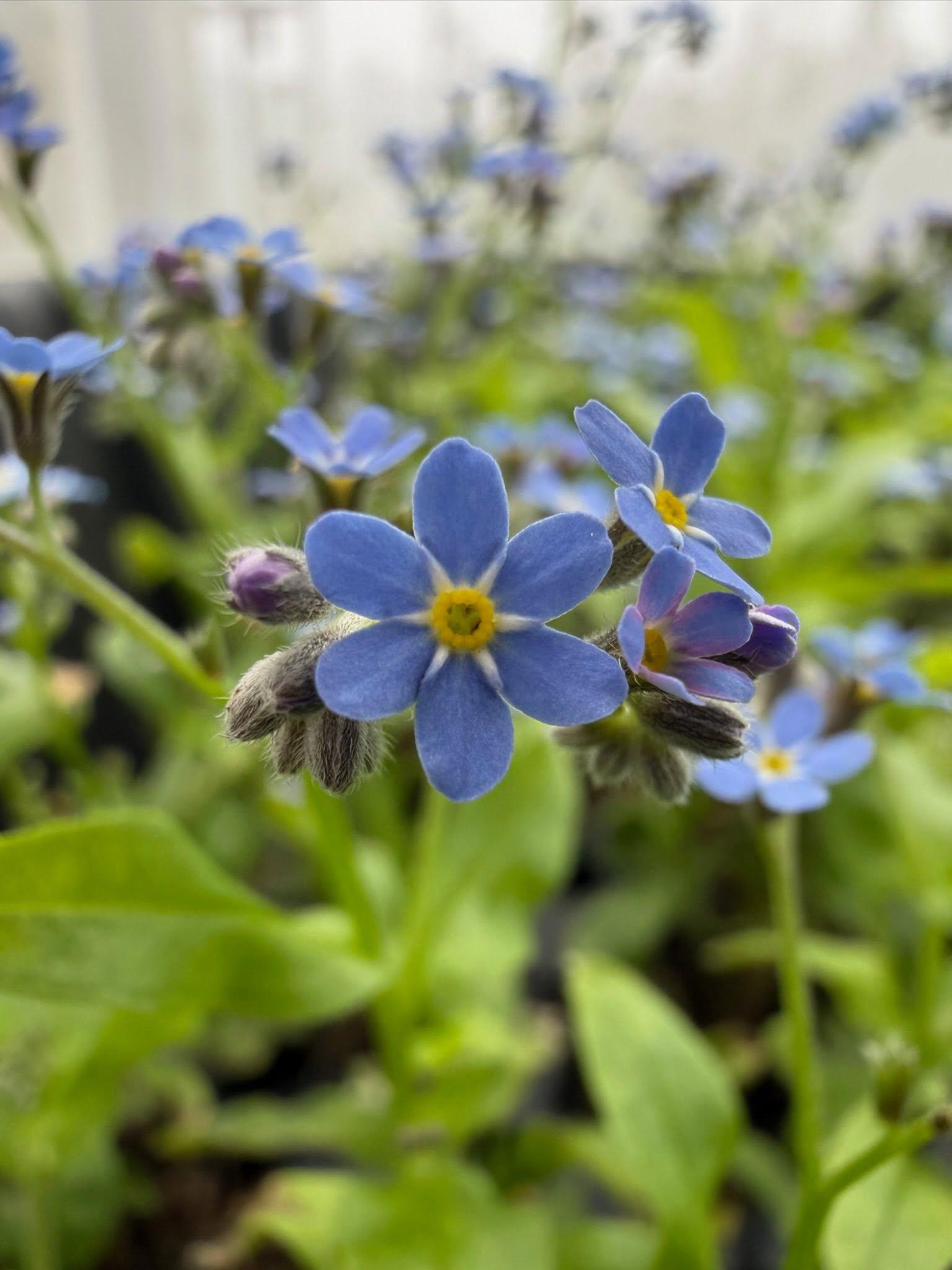 blue blossoms up close