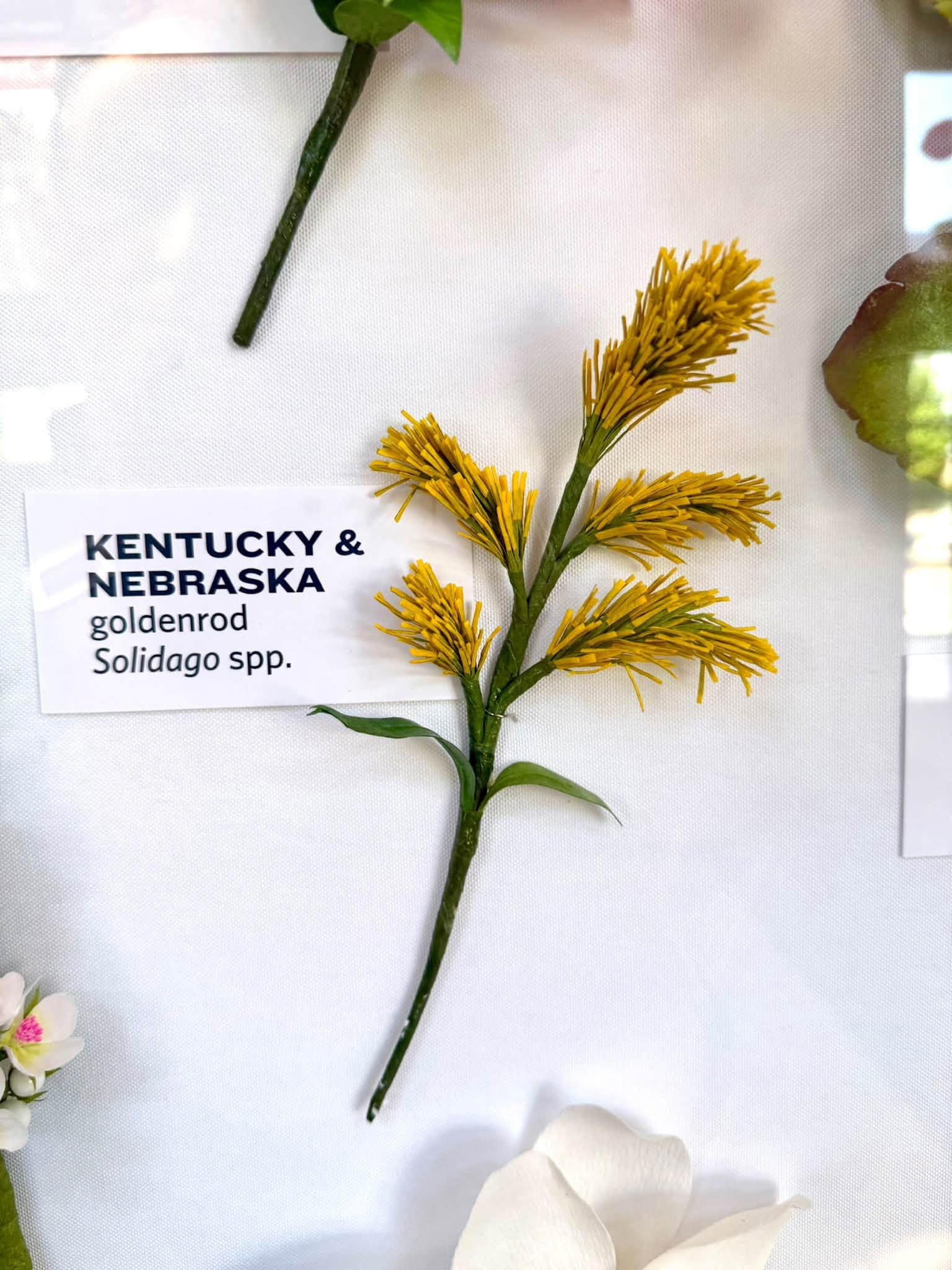 yellow paper flowers in the exhibit with a Kentucky & Nebraska  label