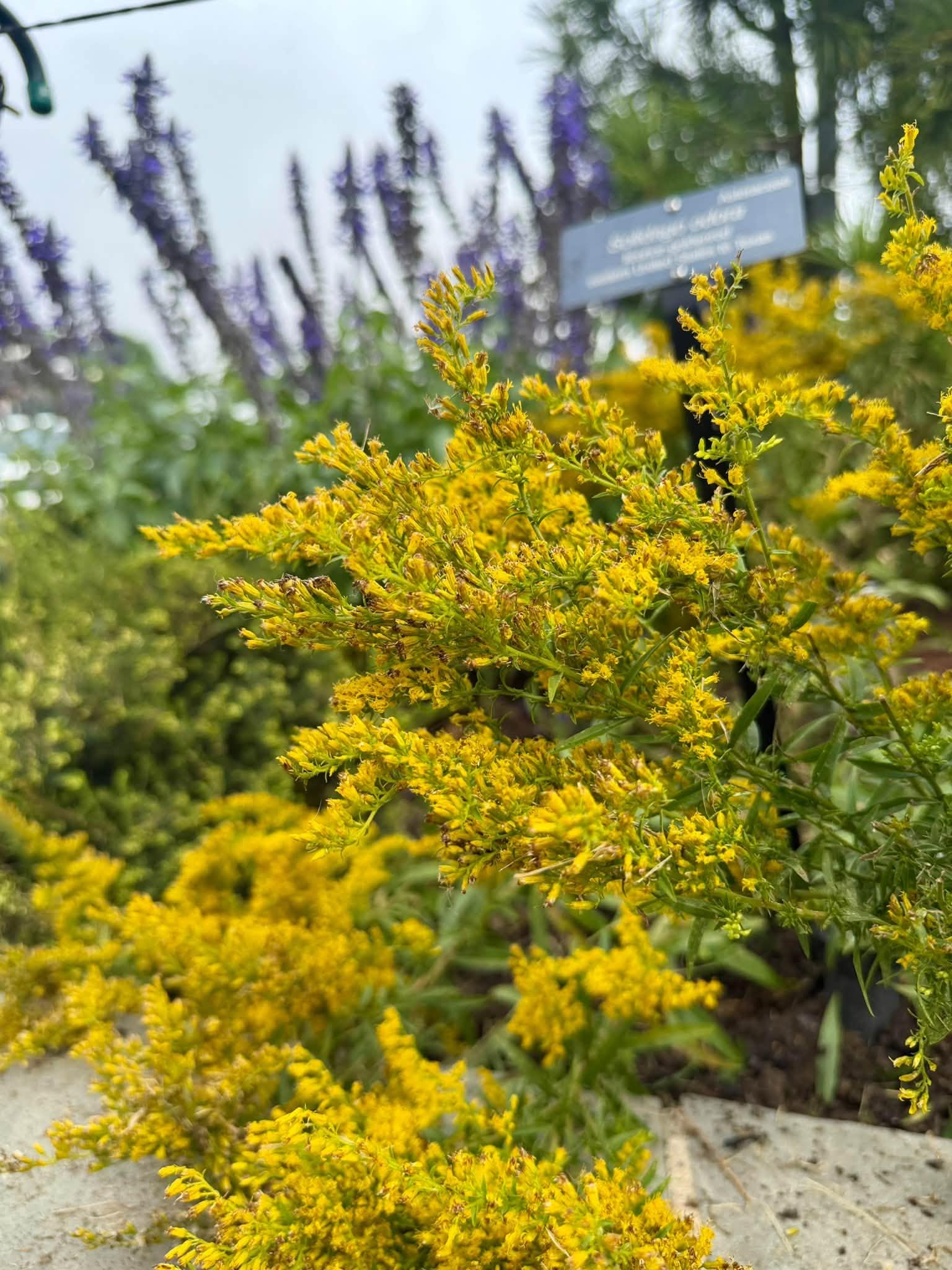 yellow flowers