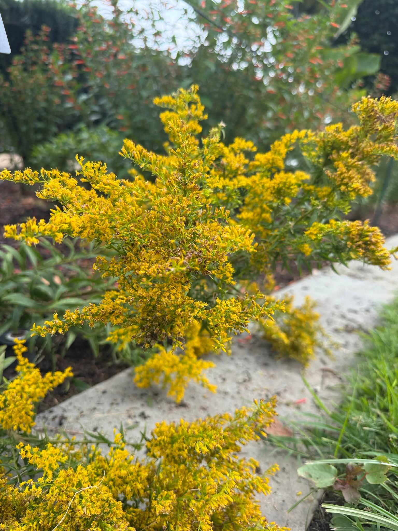 yellow flowers