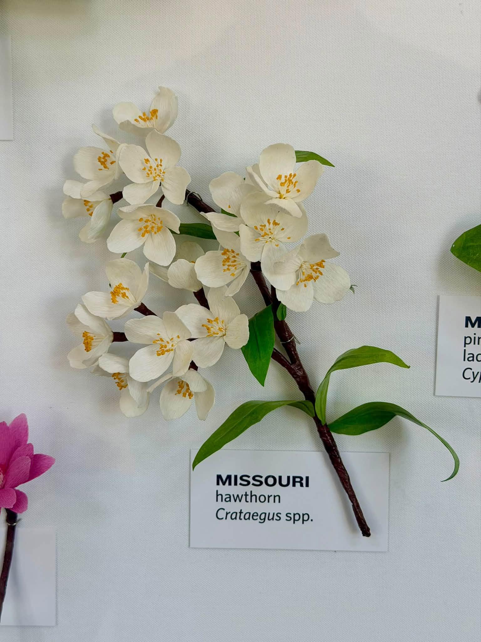 paper flower sin the exhibit with a Missouri label