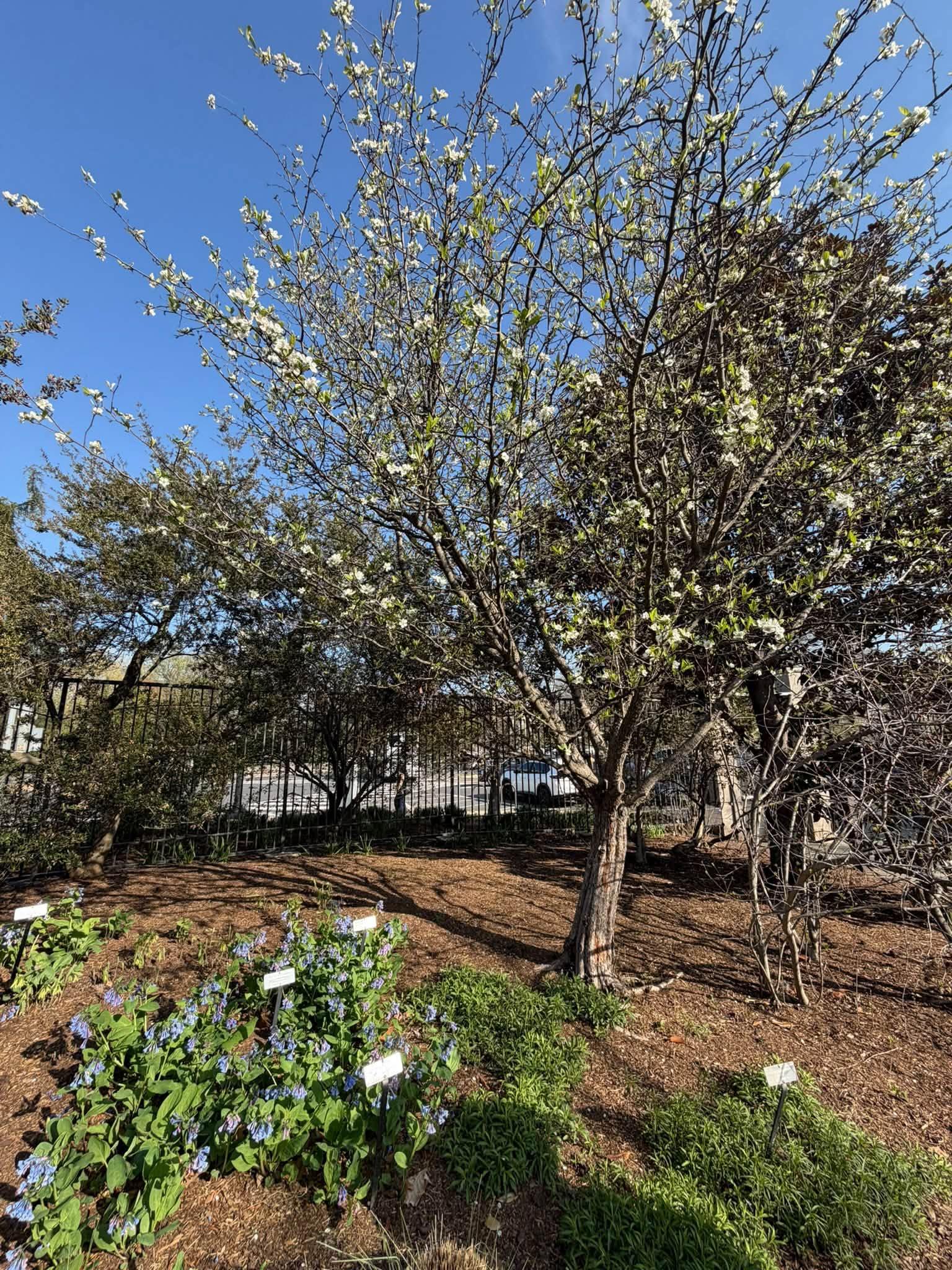 view of the full tree