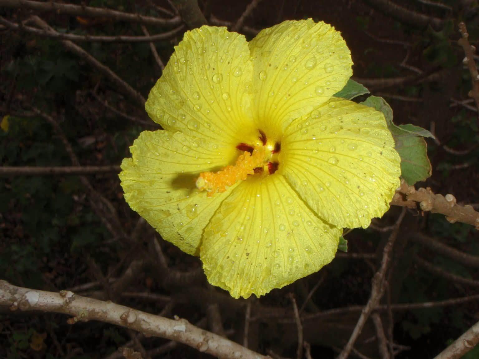 yellow flower