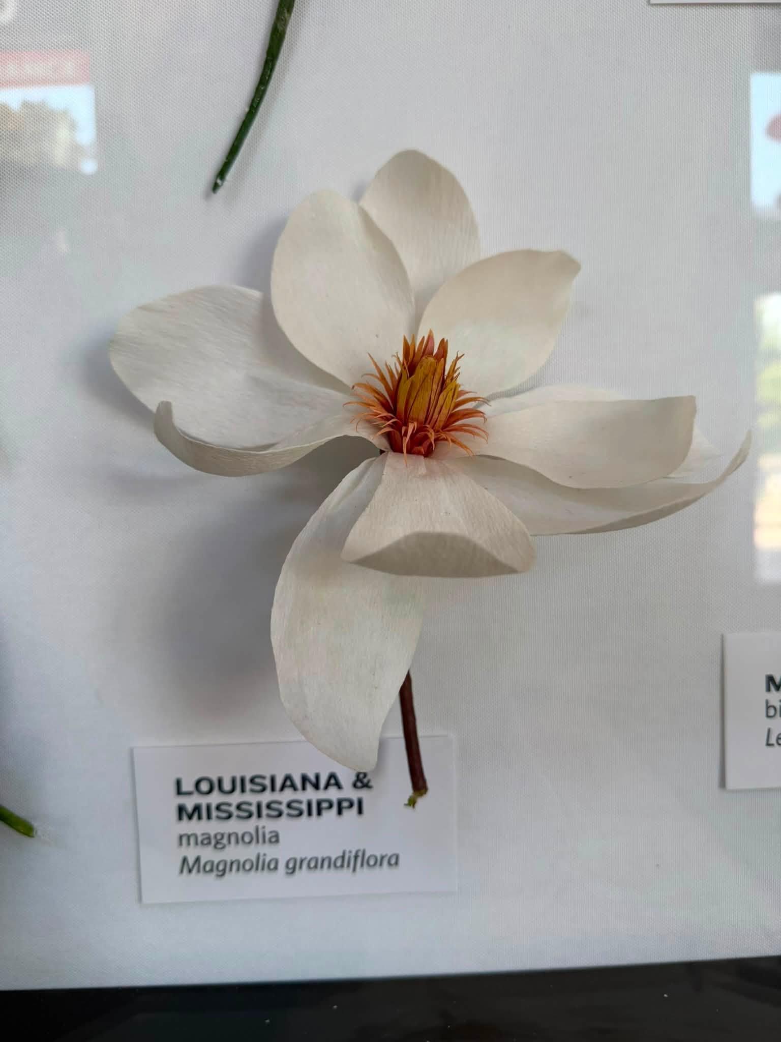 white paper flower in the exhibit with a Louisiana & Mississippi label