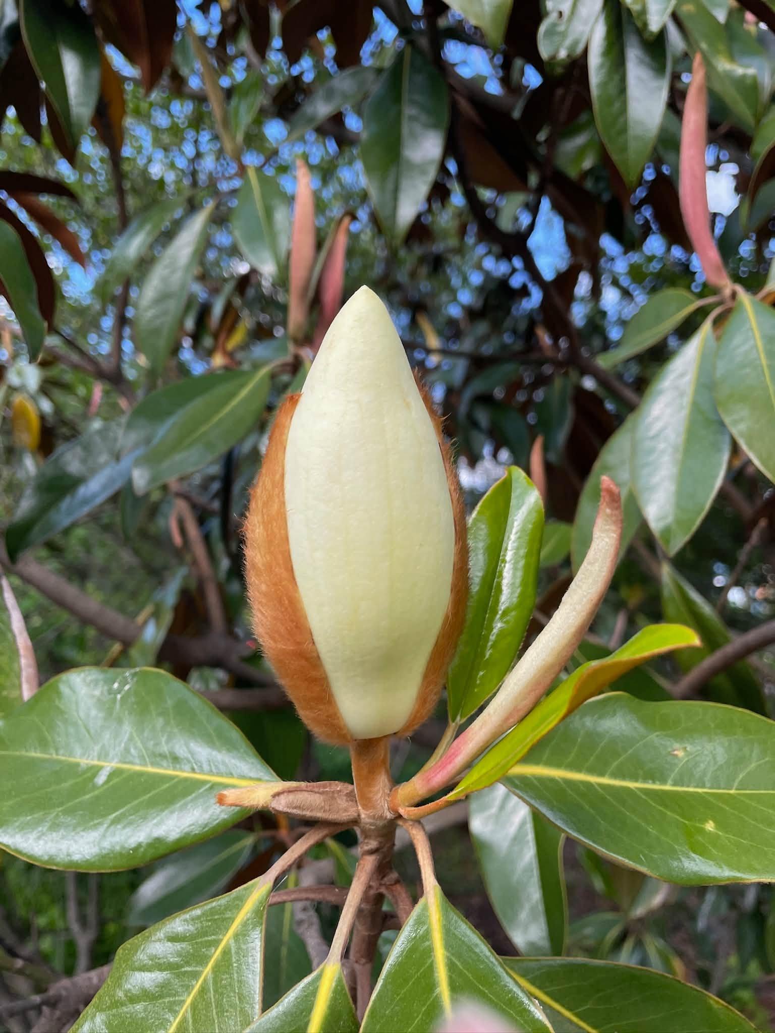 flower bud