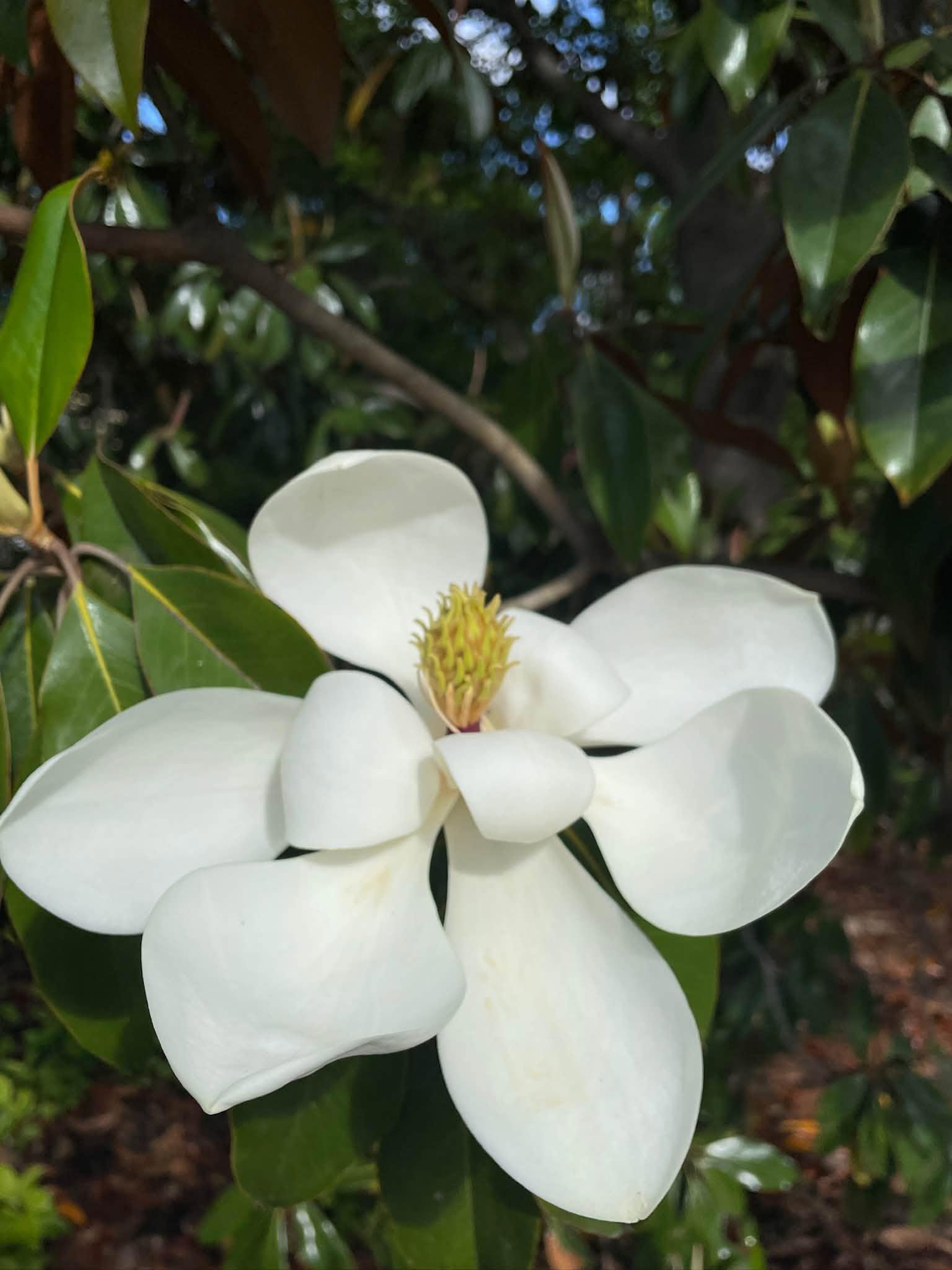 white flower