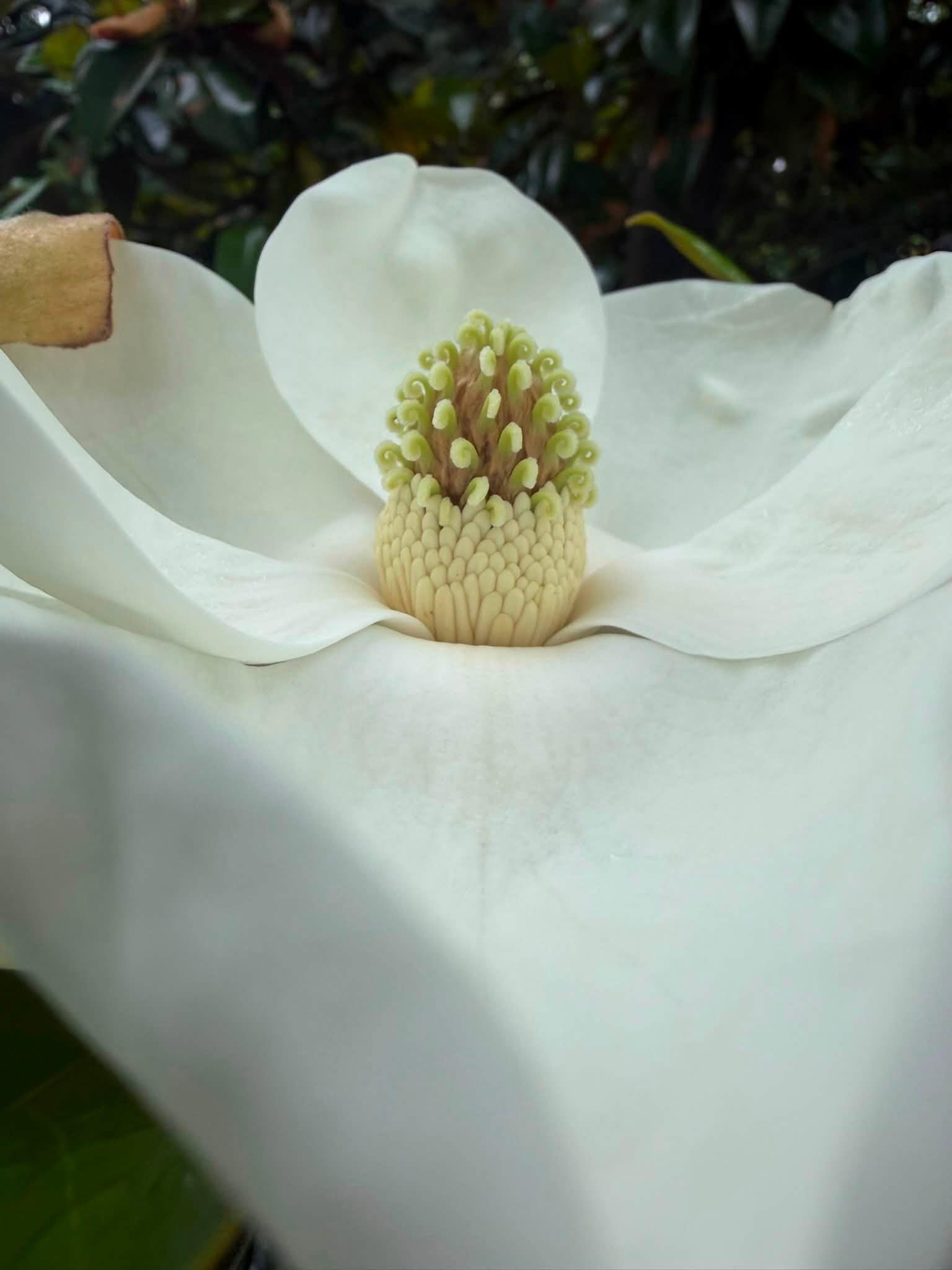 white flower