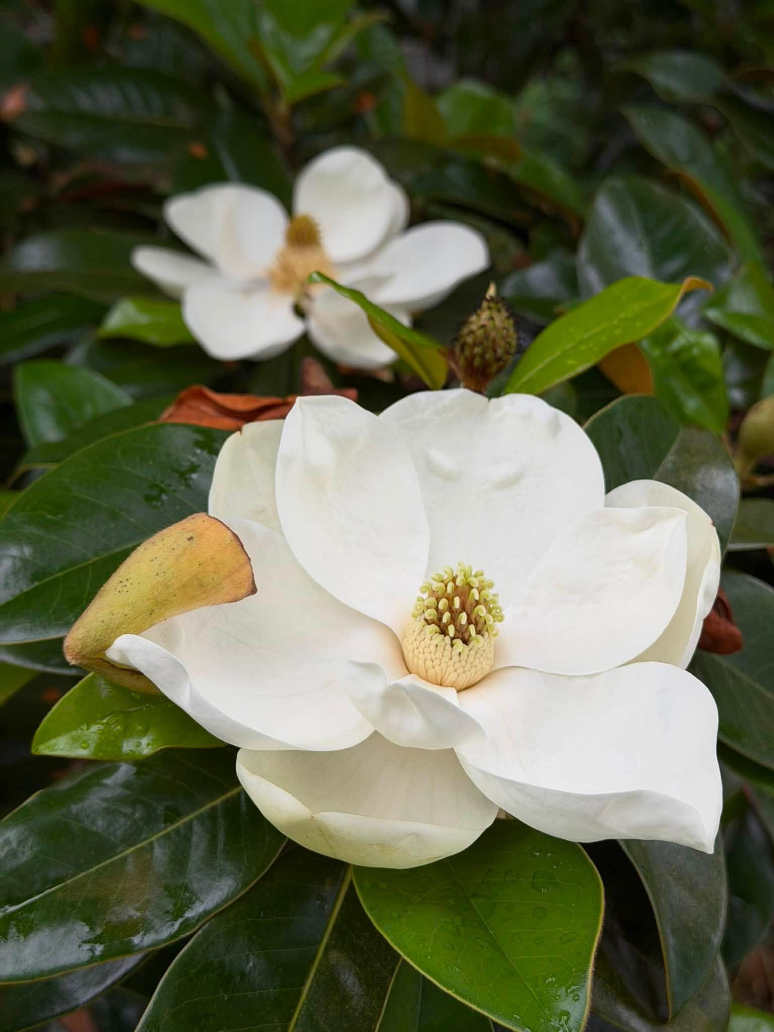 two white flowers