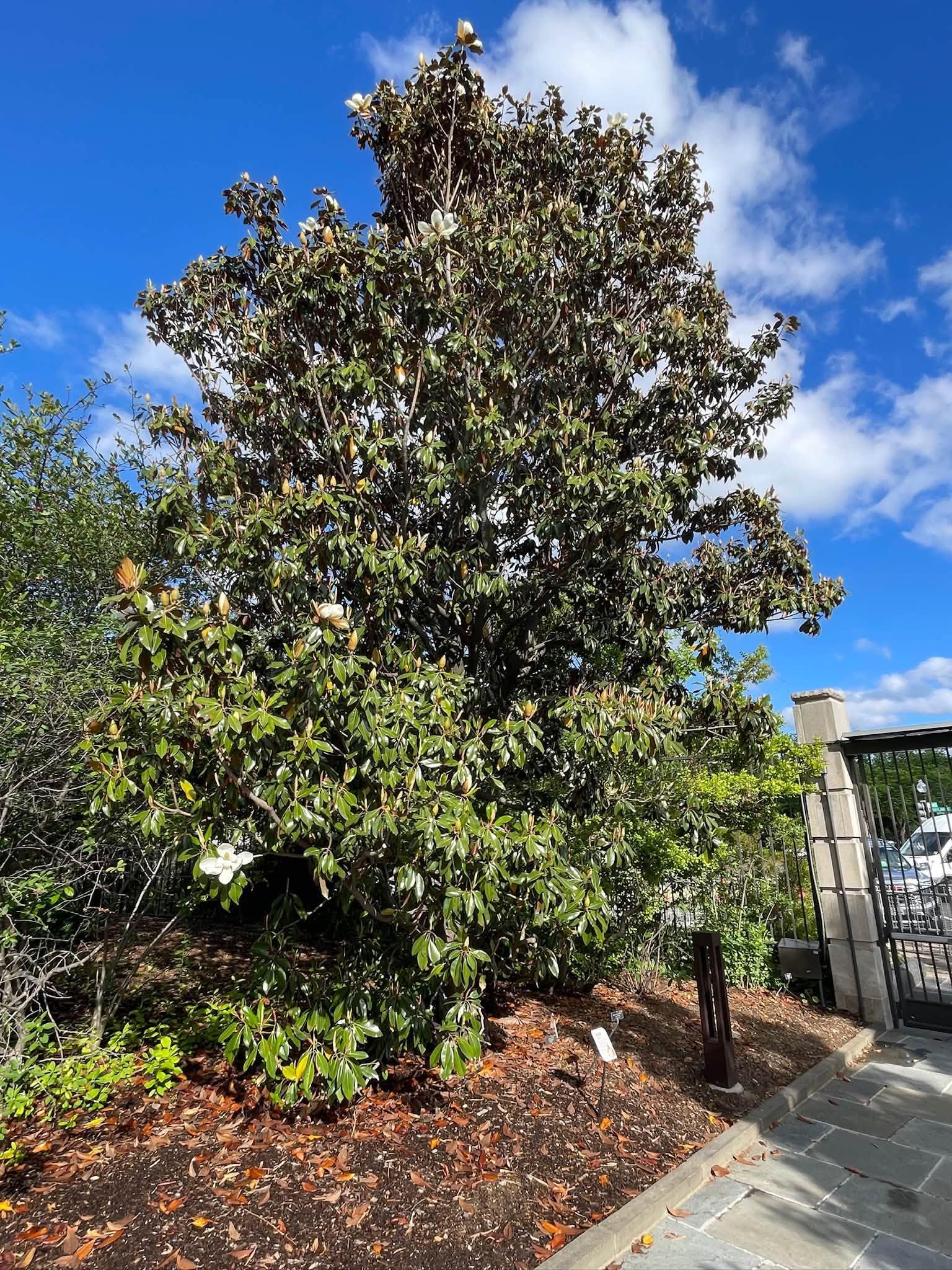 view of the full tree