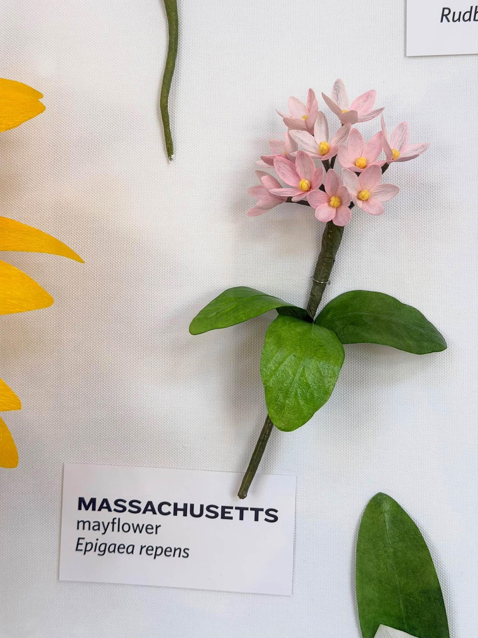 paper flowers in the exhibit with a Massachusetts label