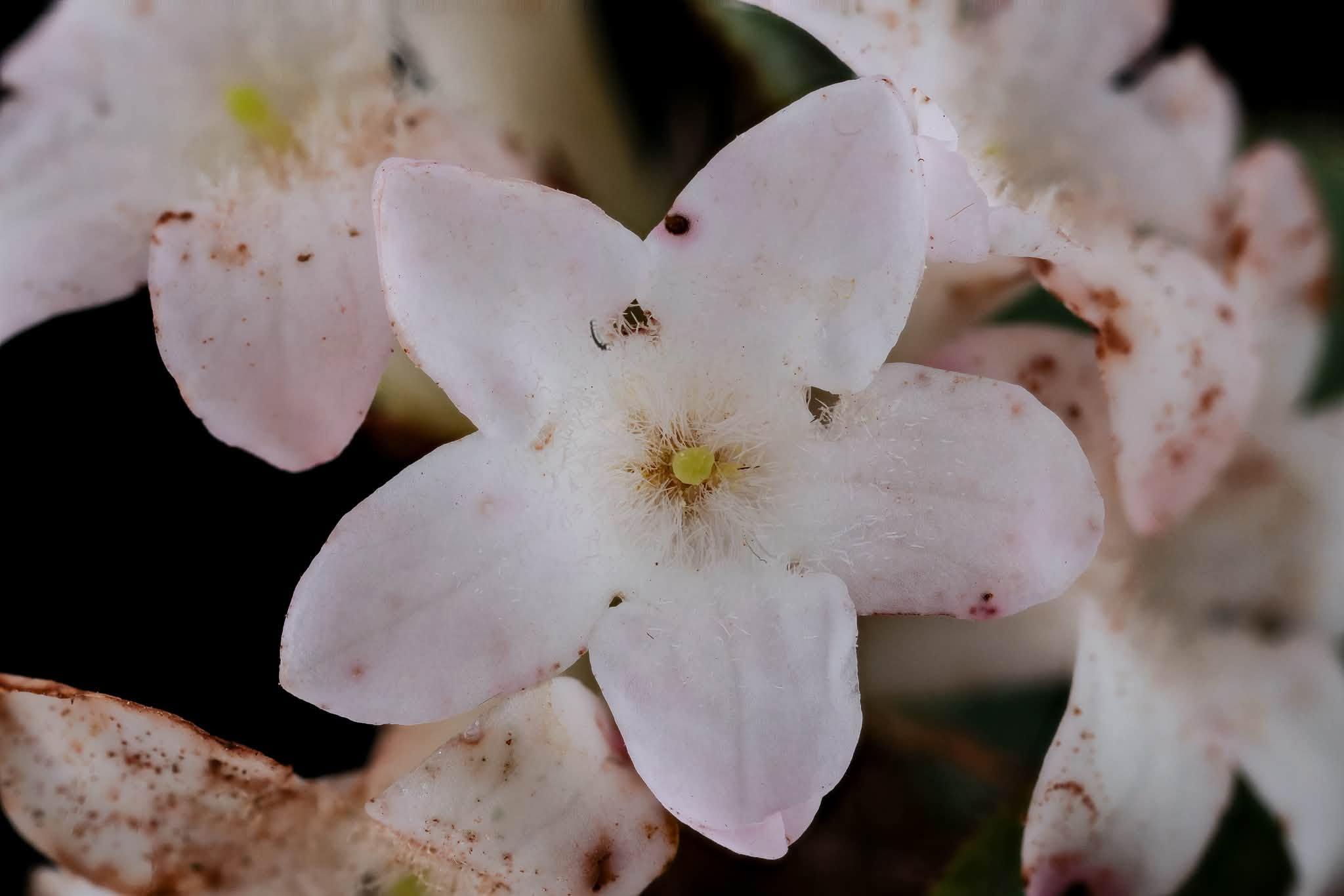 flower up close