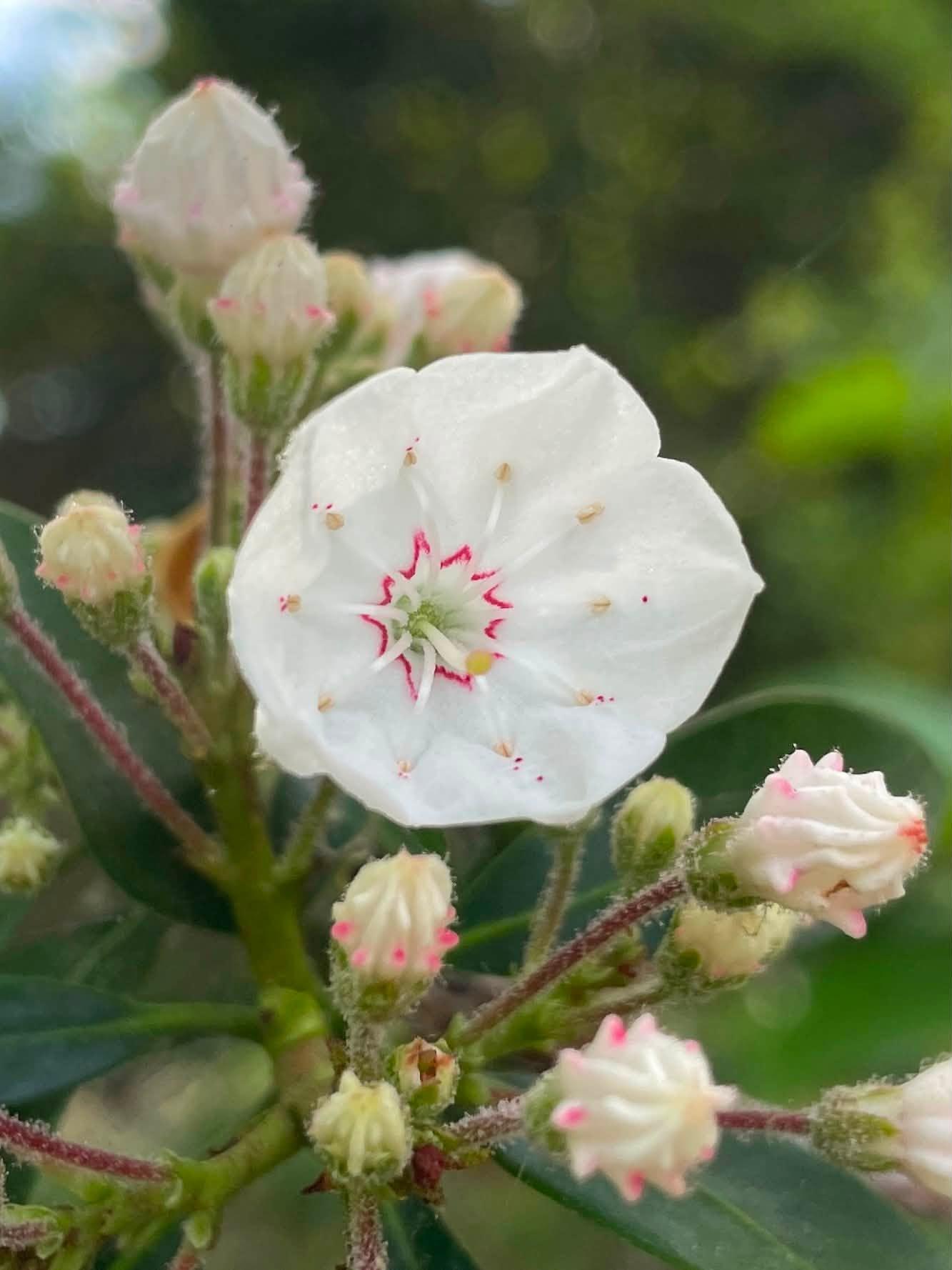 single blossom up close