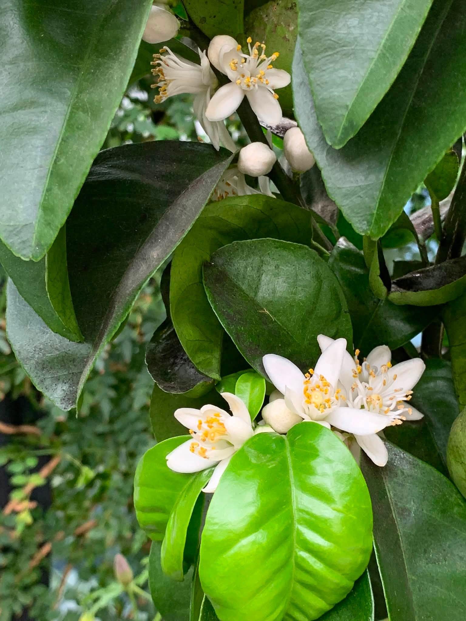 blossoms and leaves