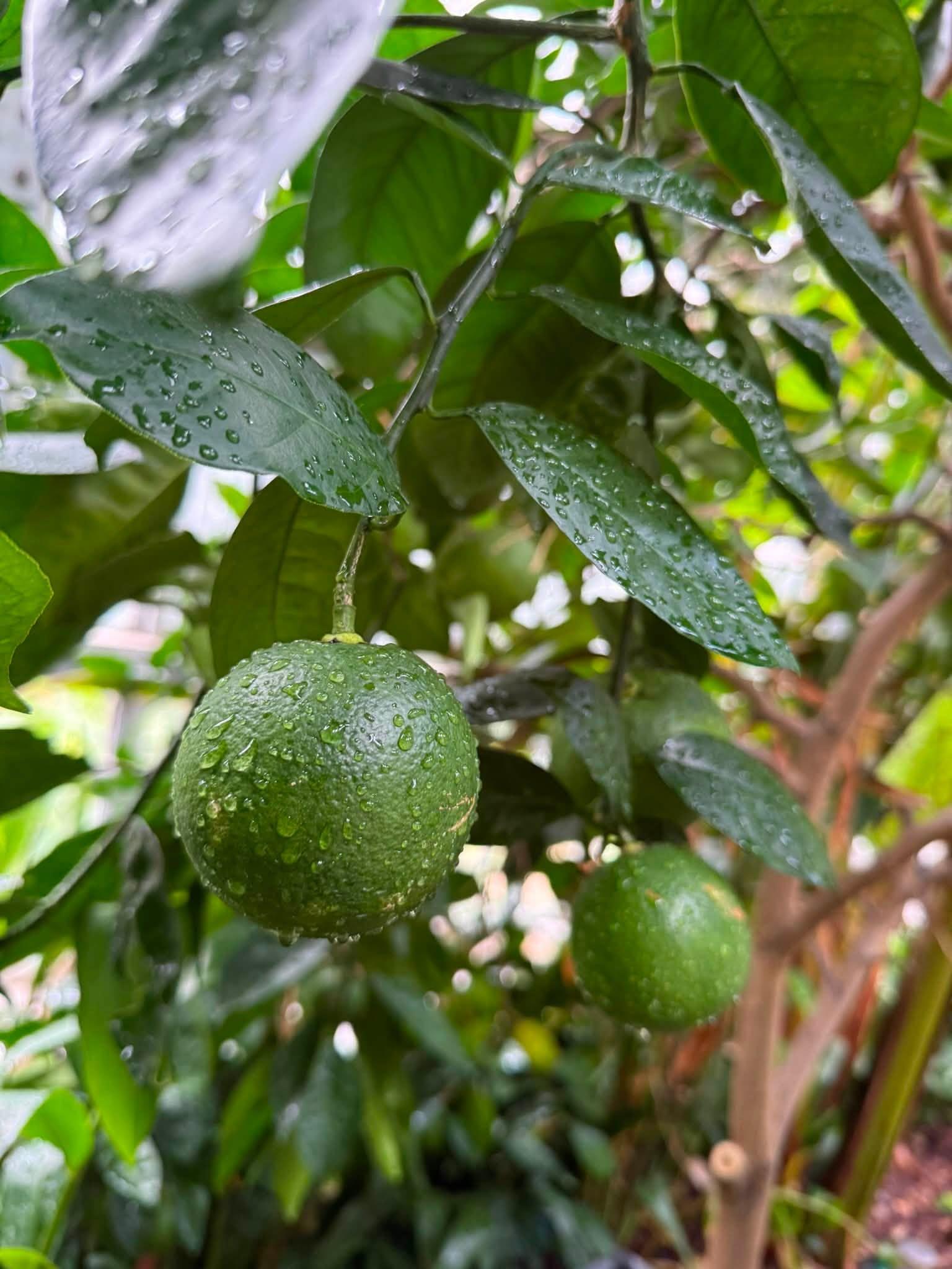 fruit on the tree