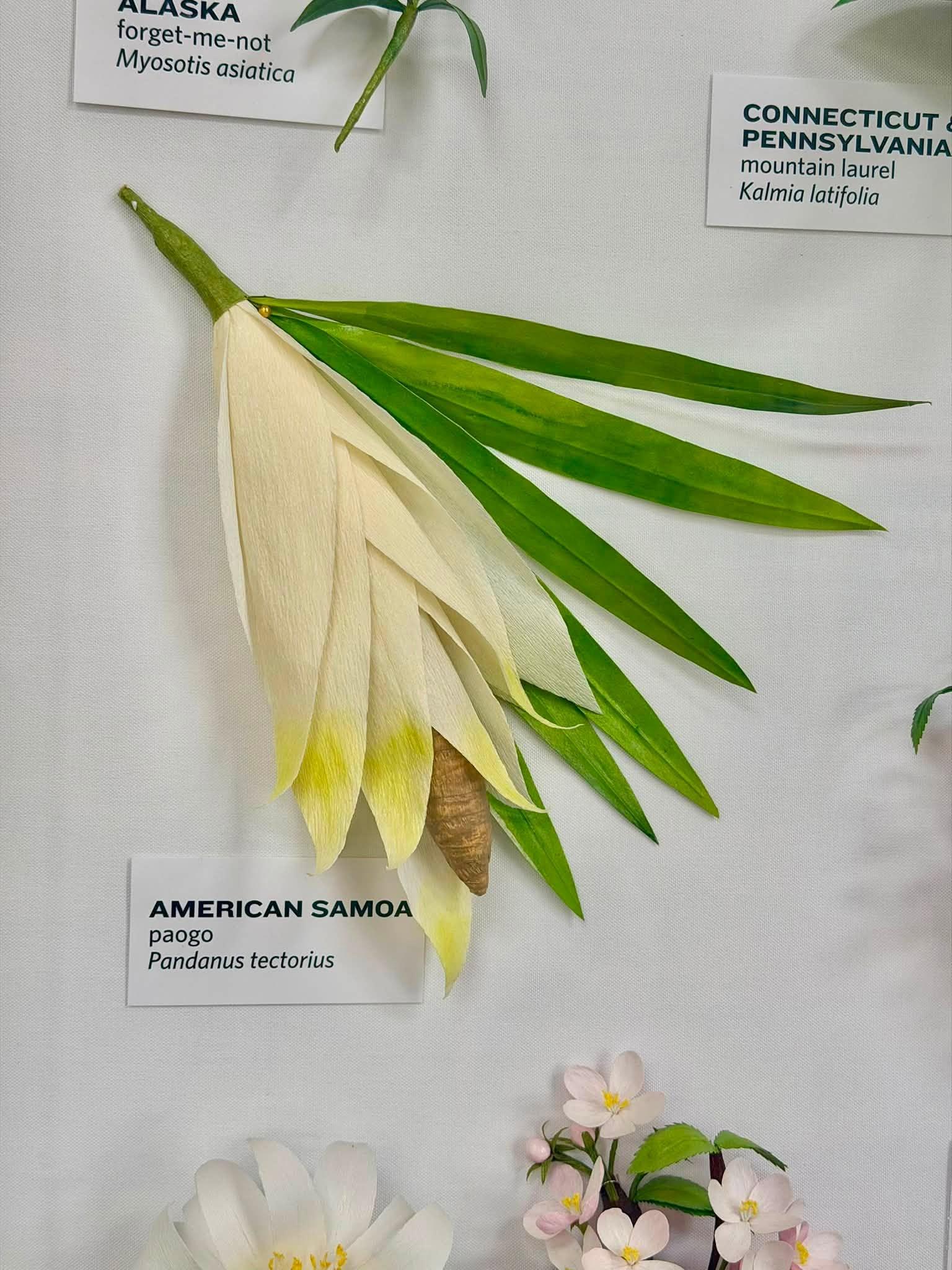 white paper flowers in the exhibit with an American Samoa label