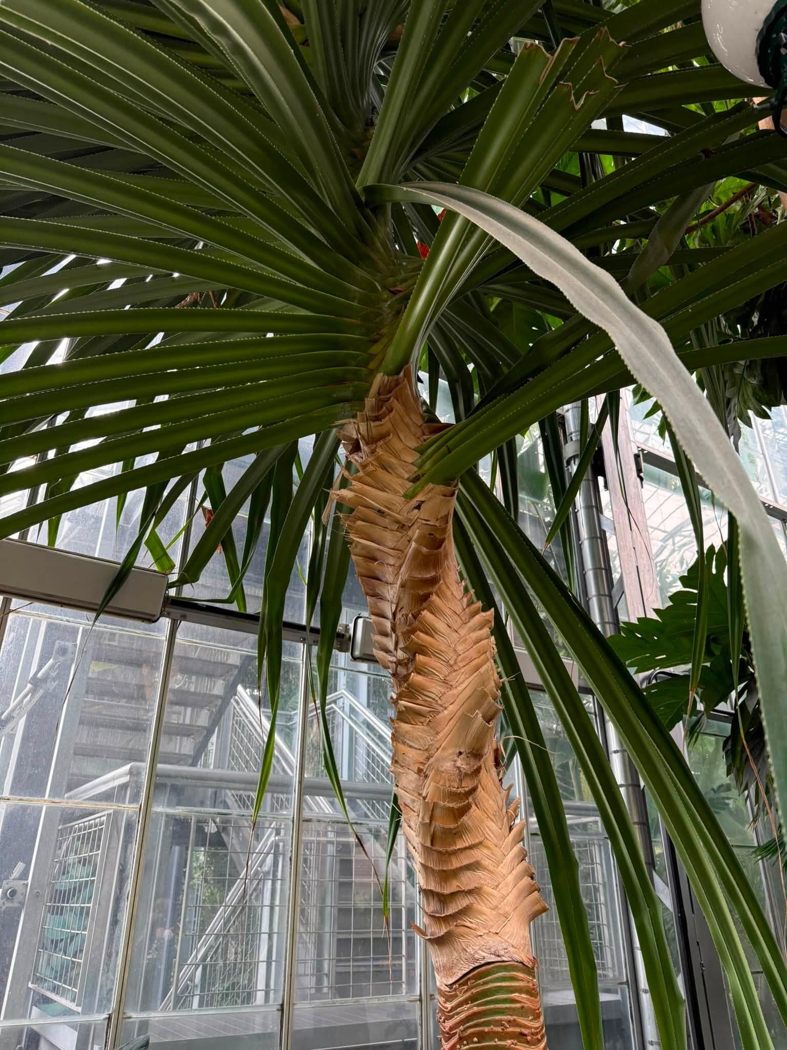 view of plant