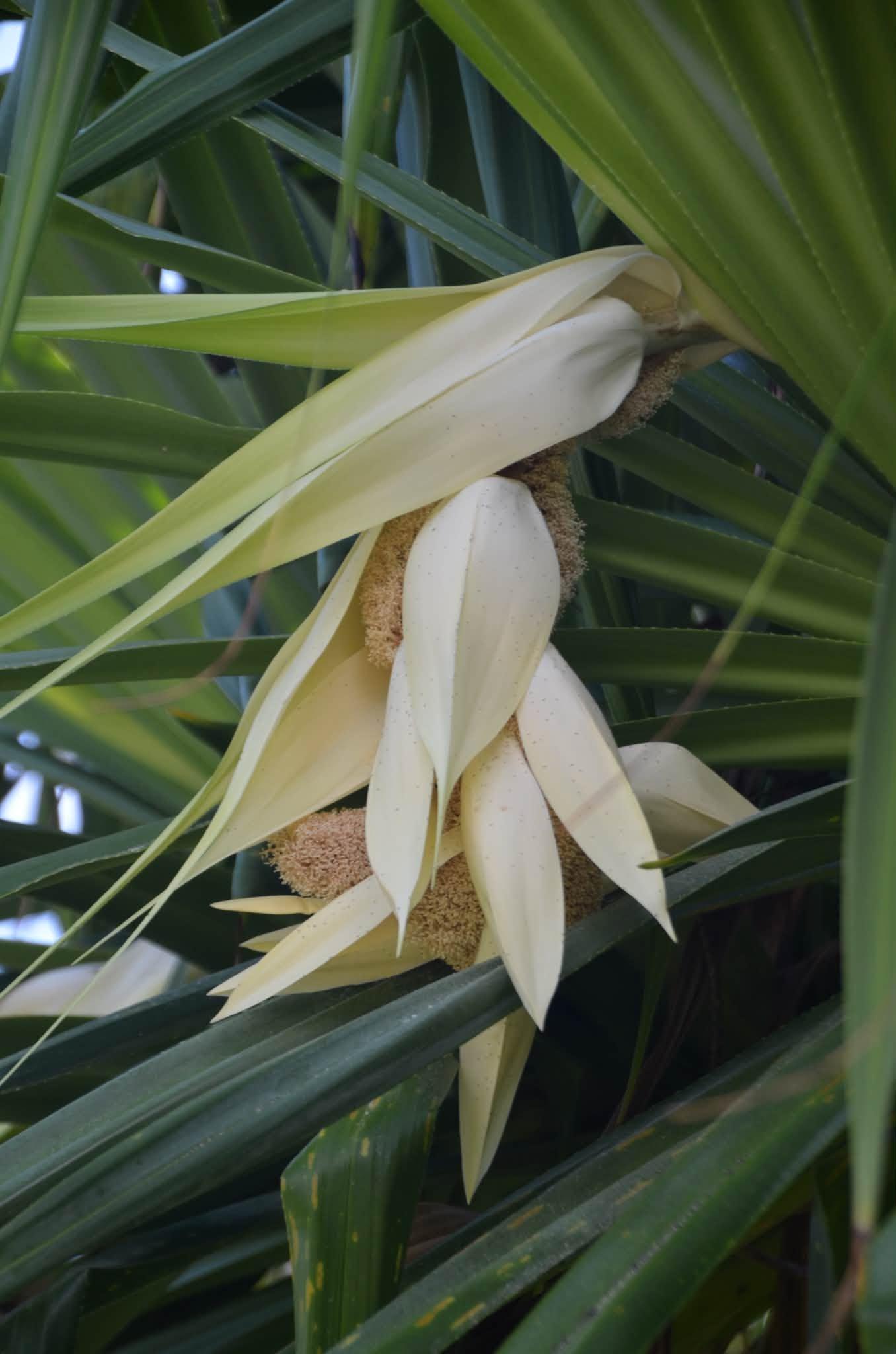 white flowers in plant leaves