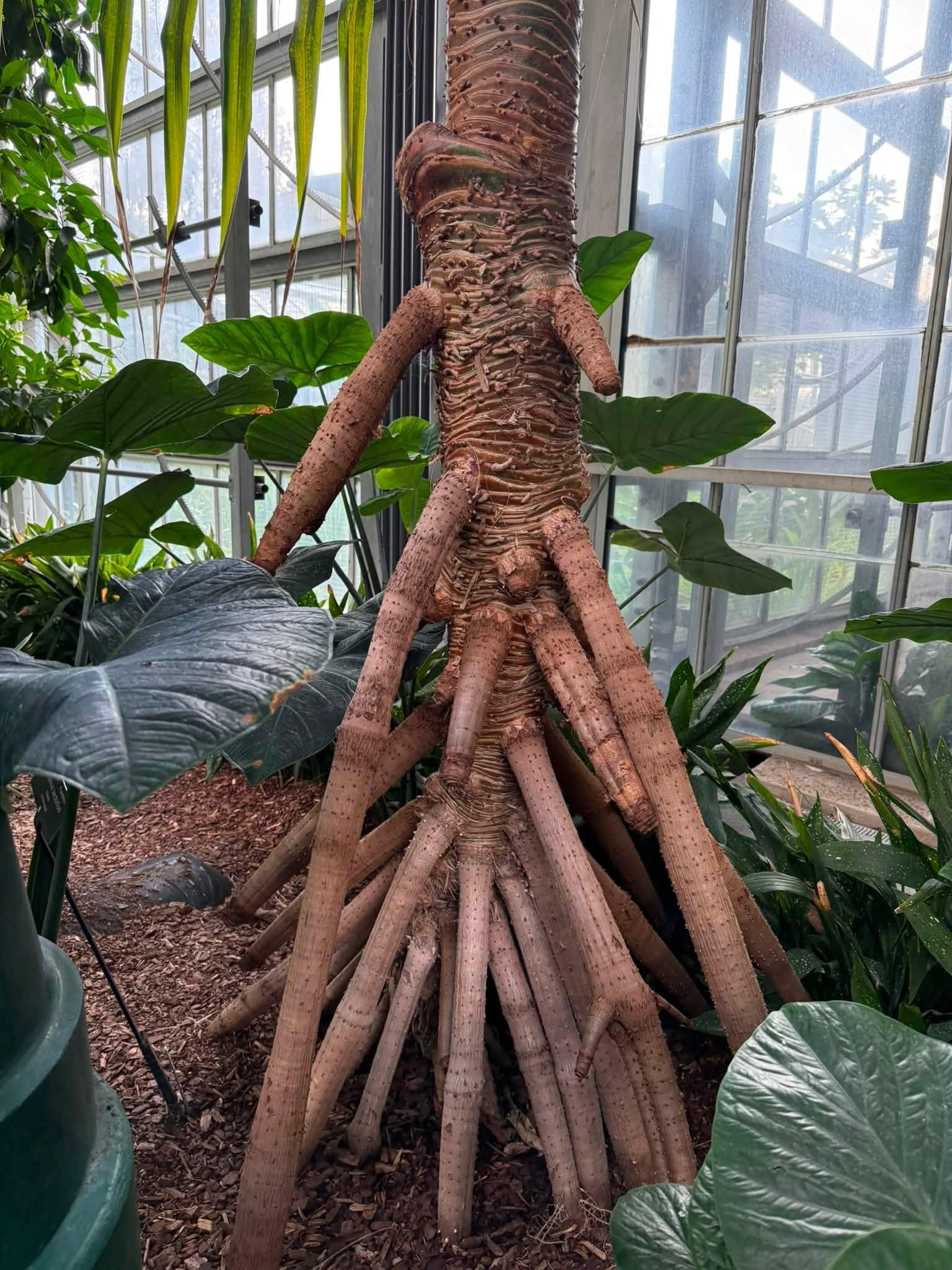 view of roots