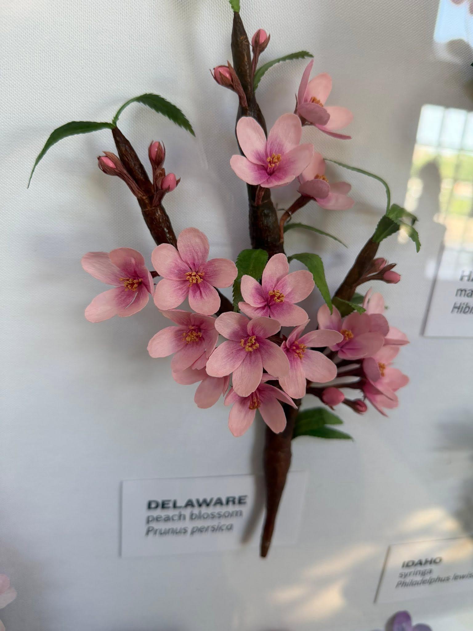 pink paper flowers in the exhibit with a Delaware label