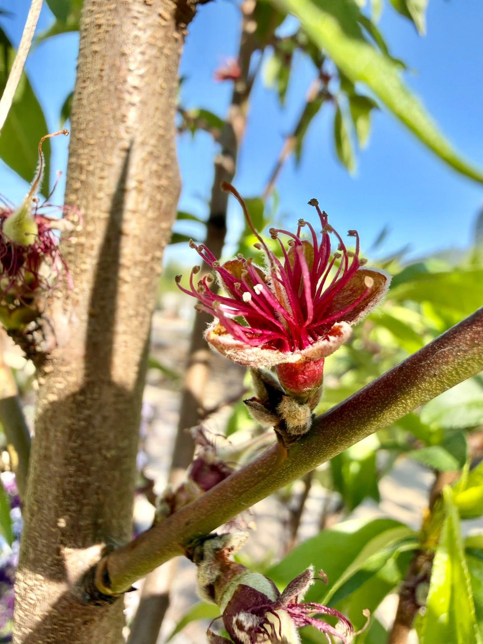 one blossom up close