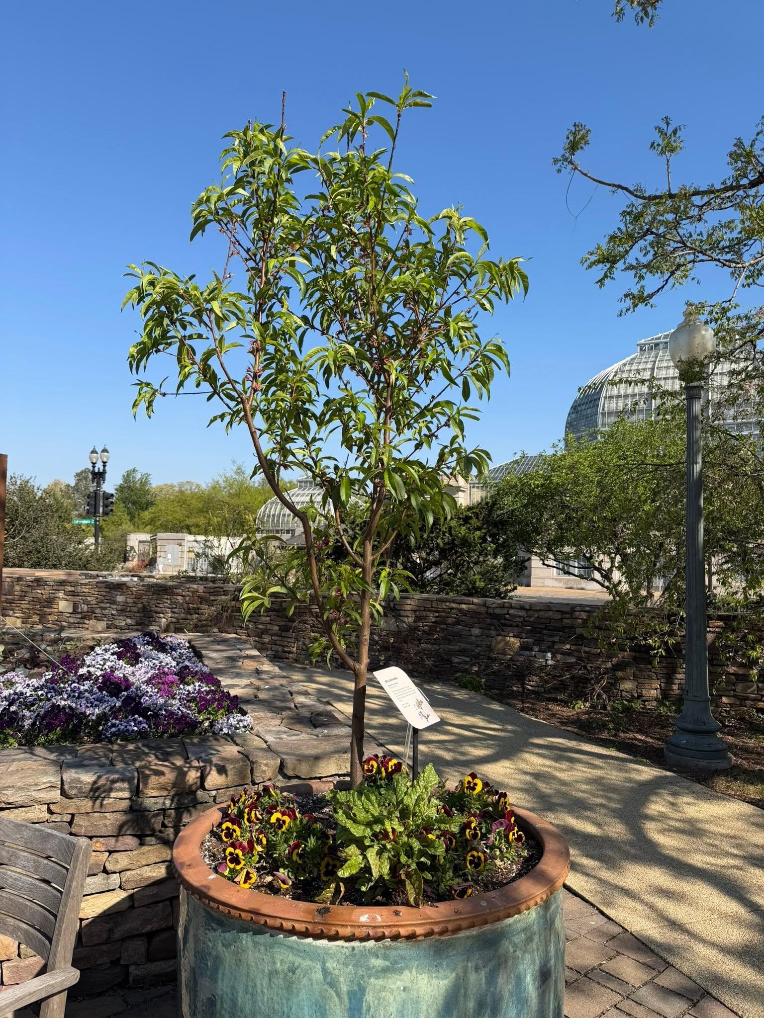 view of the full plant