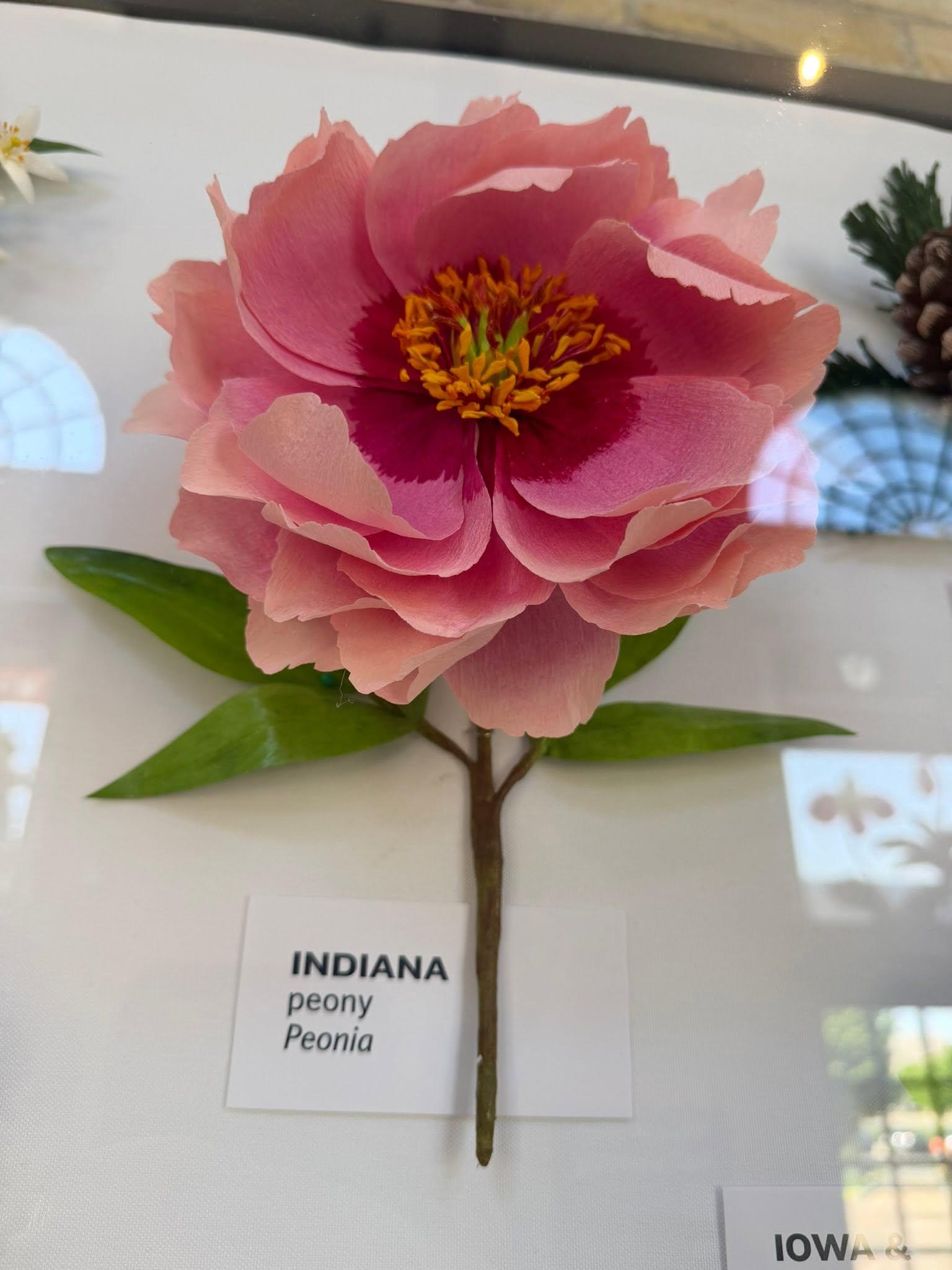 pink paper flower in the exhibit with an Indiana label