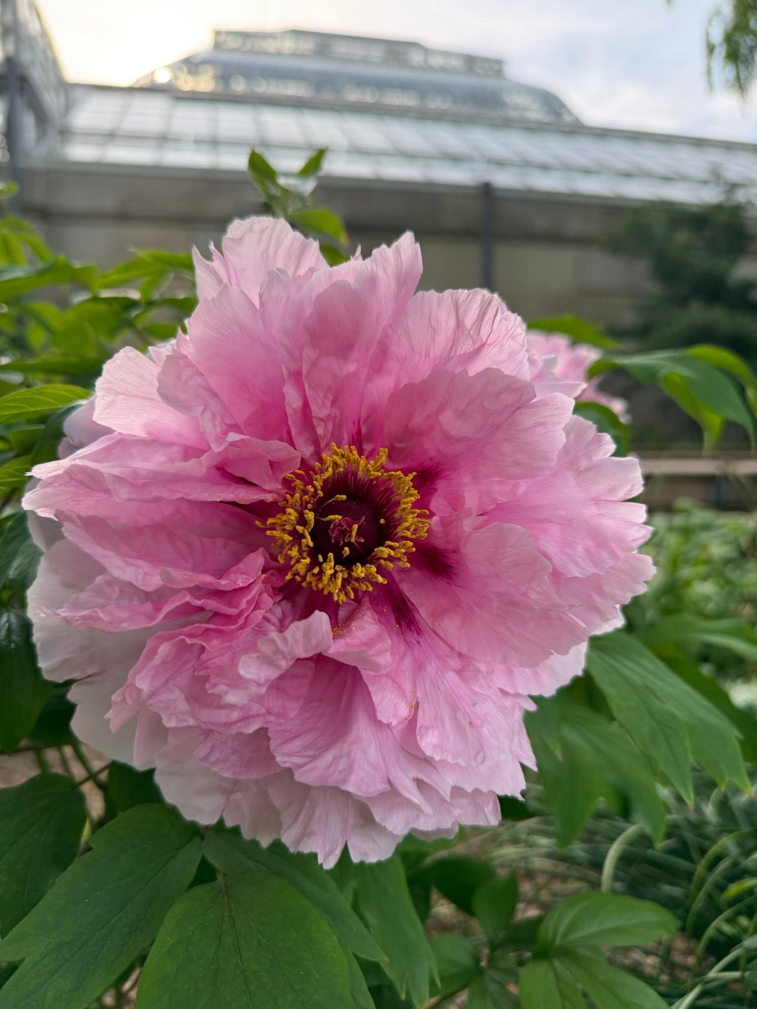 pink flower