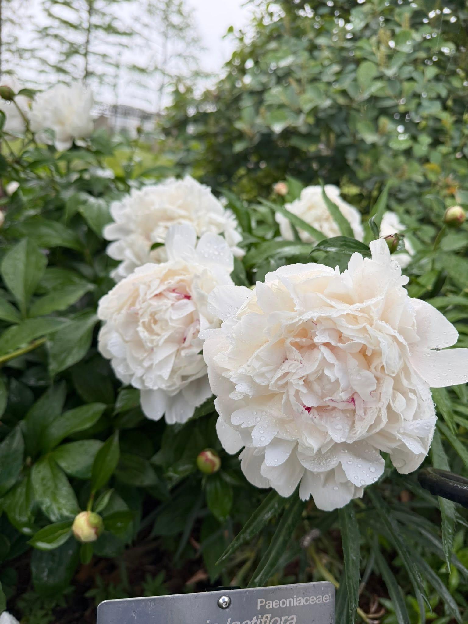 white flowers