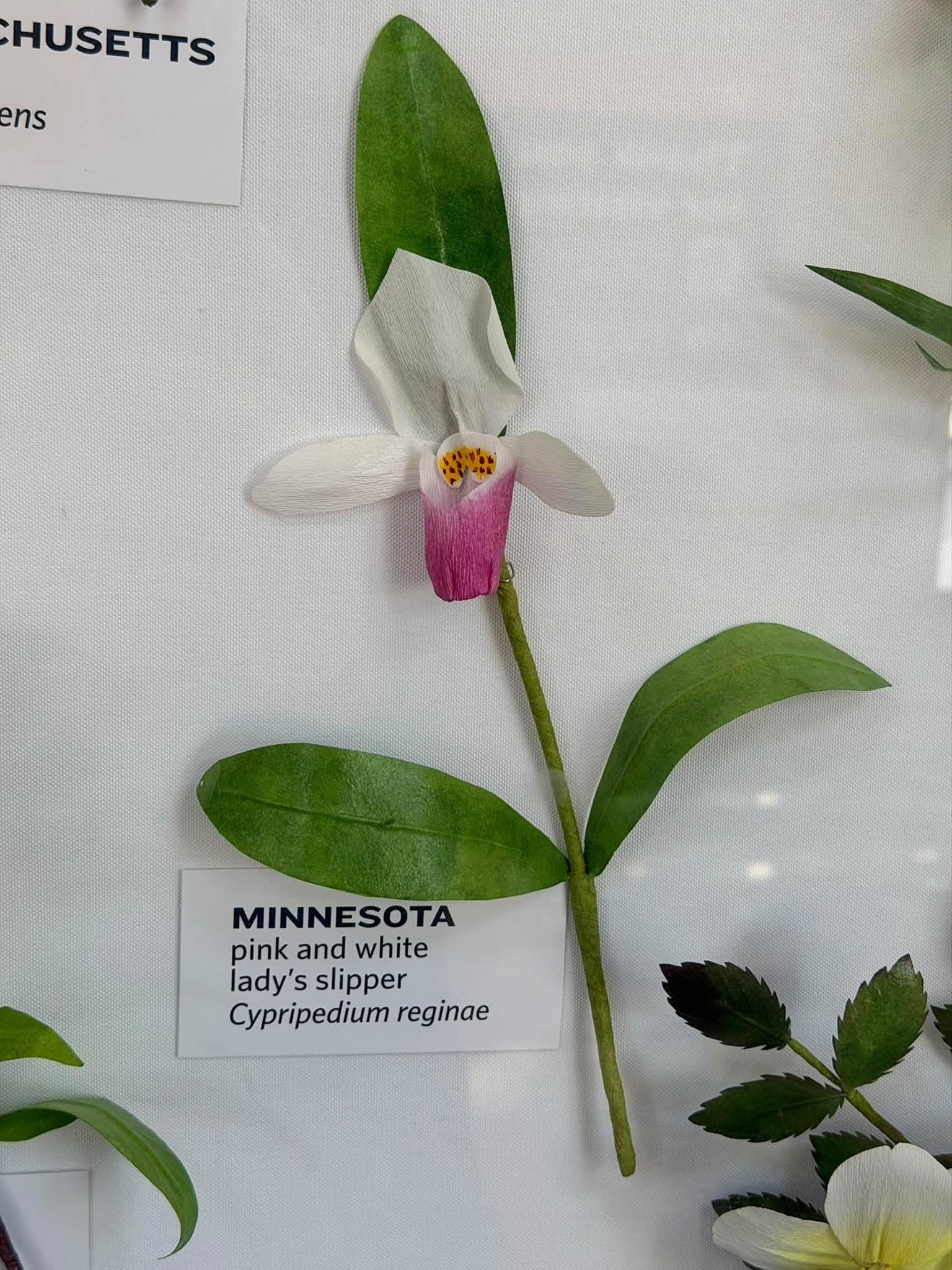 paper flower in the exhibit with a Minnesota label