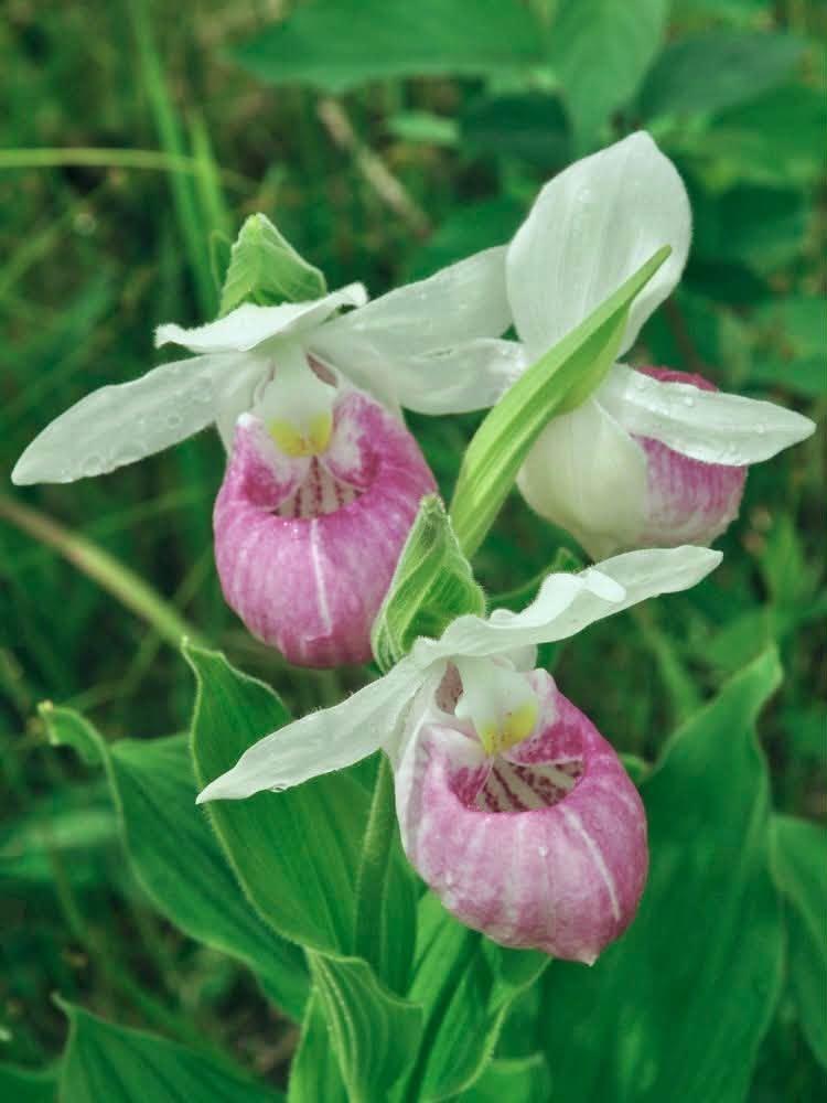 flowers up close