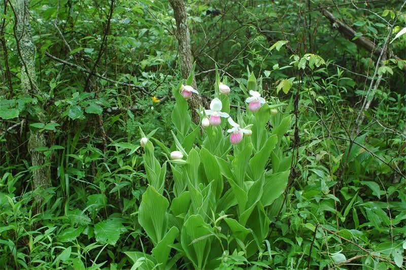 a cluster of flowers