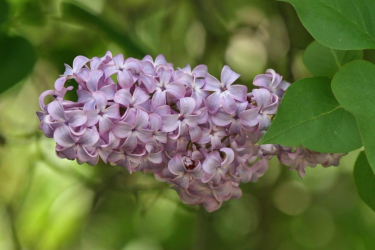 light purple flowers