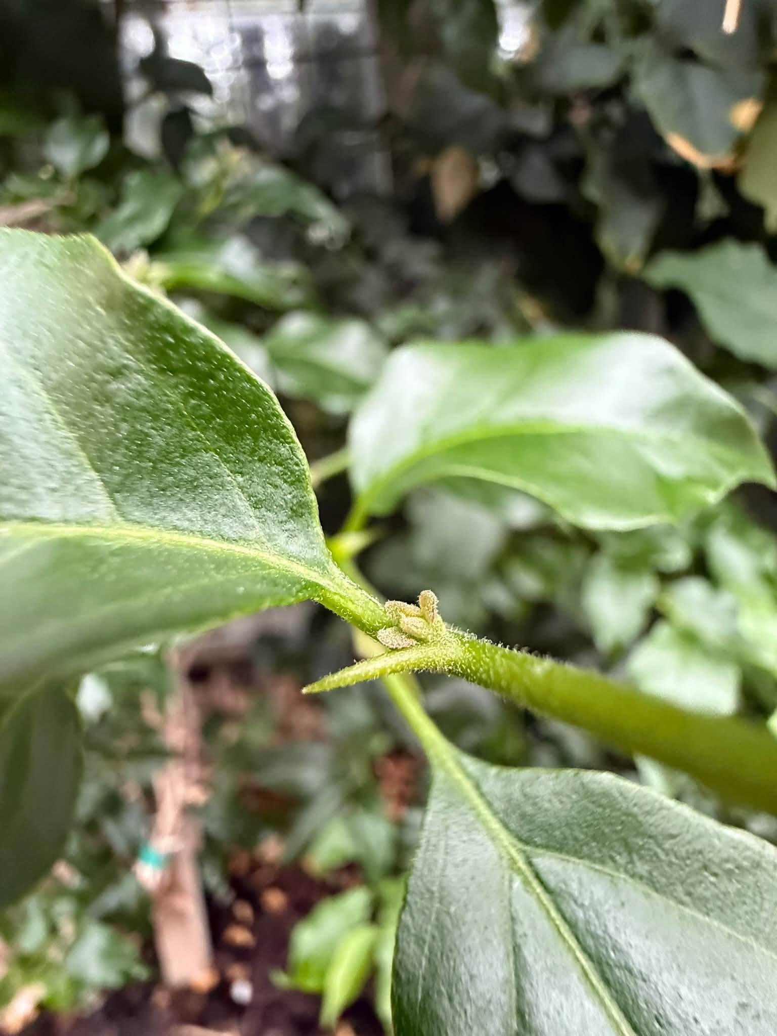 view of a thorn and leaves