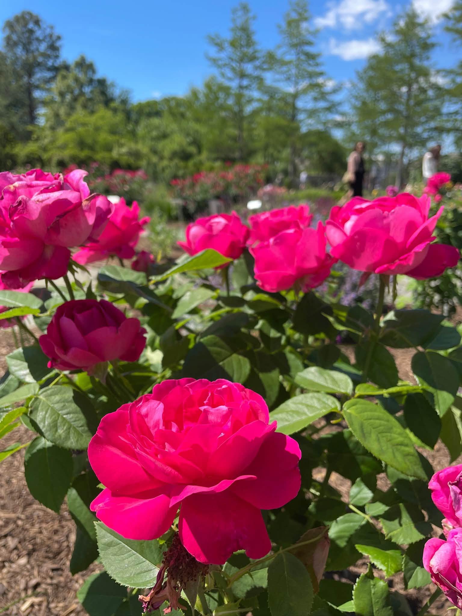 pink flowers