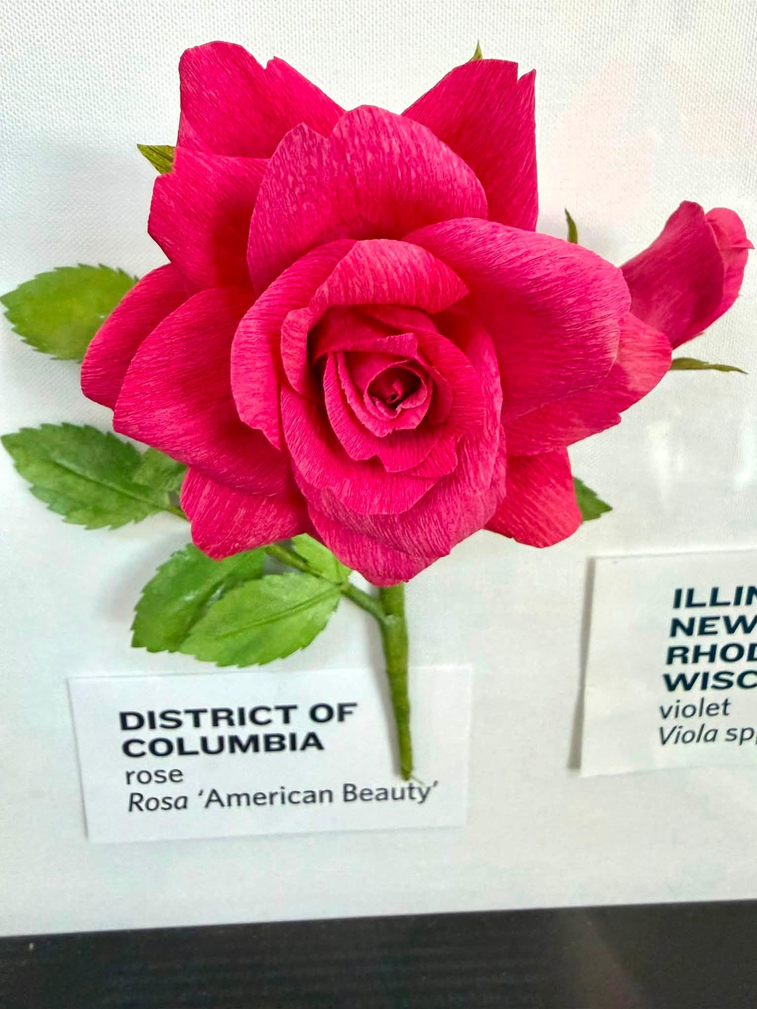 pink paper flower in the exhibit with a District of Columbia label