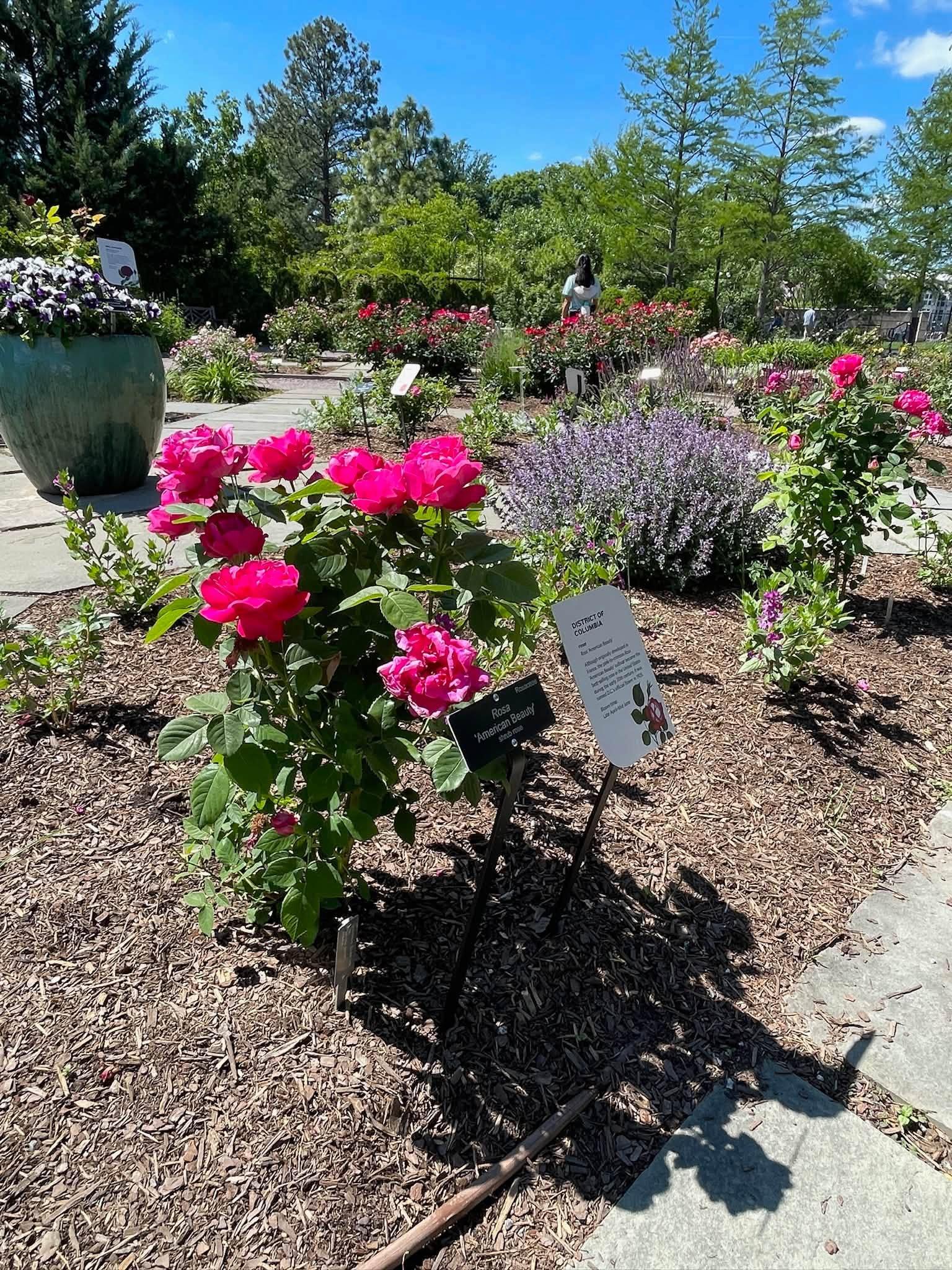 view of the full plant