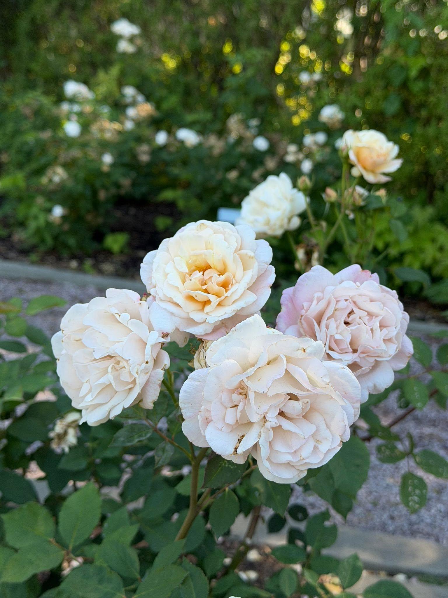 bunch of flowers together