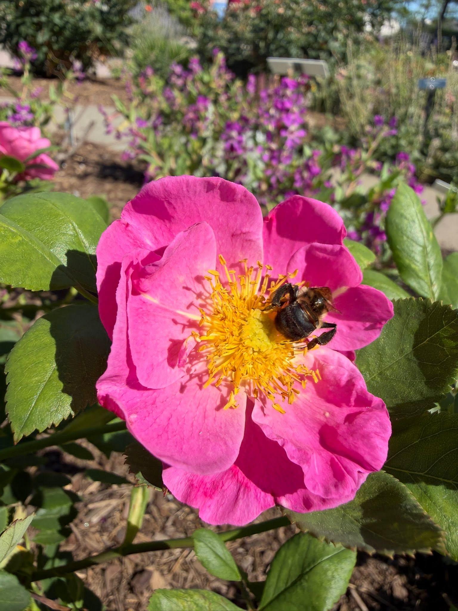 a bee on a flower