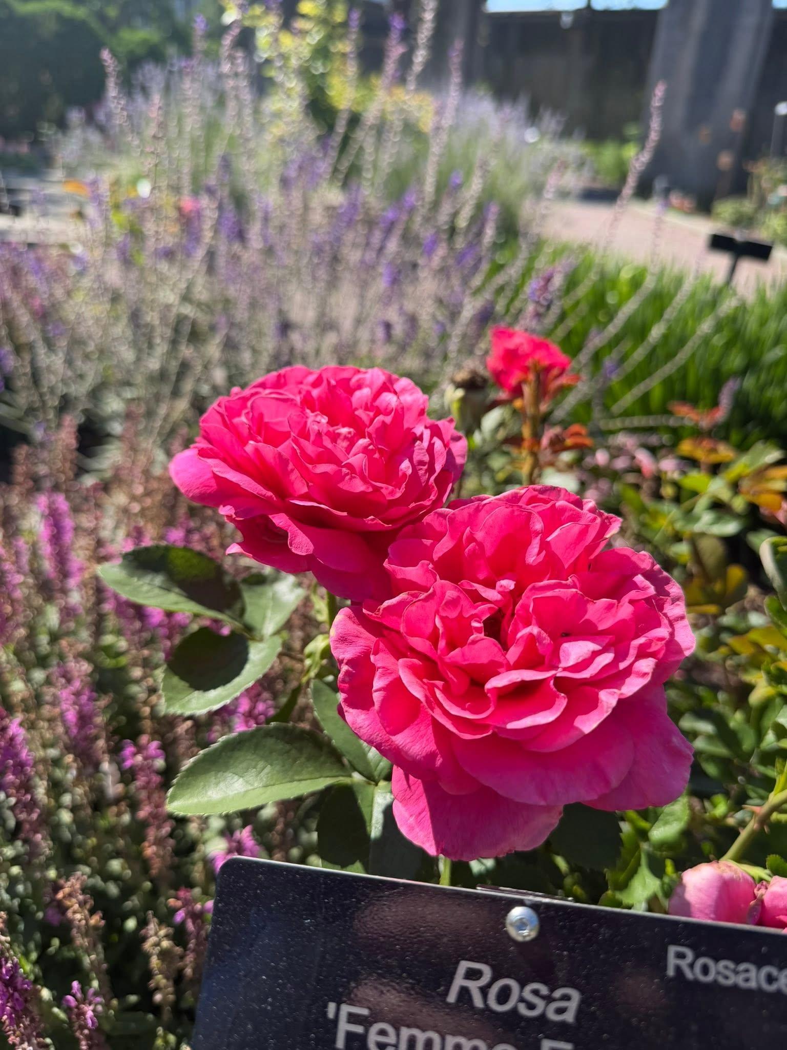 dark pink flowers